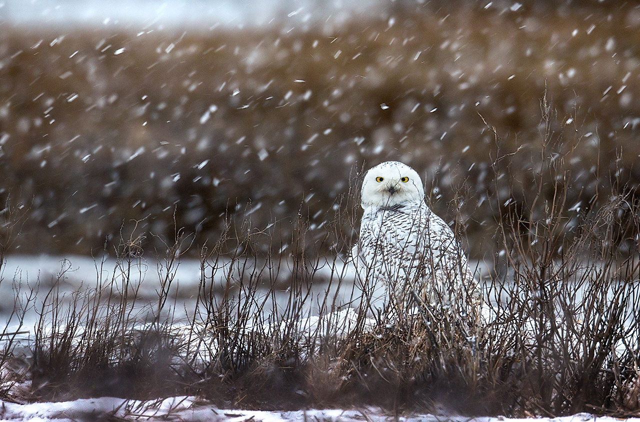 Snowy owl...