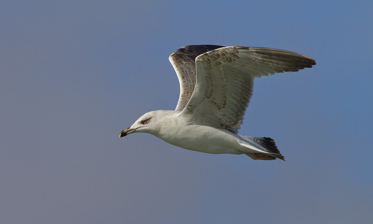 Seagull at dawn...