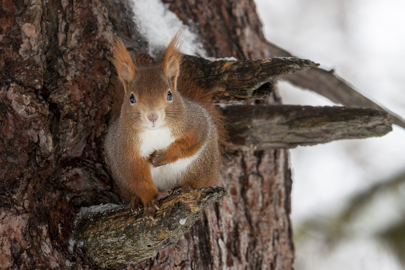 Red Squirrel...