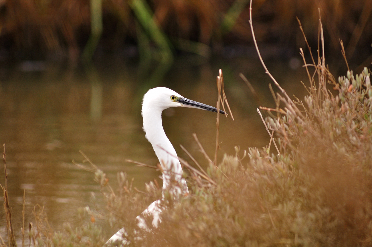 Egret...