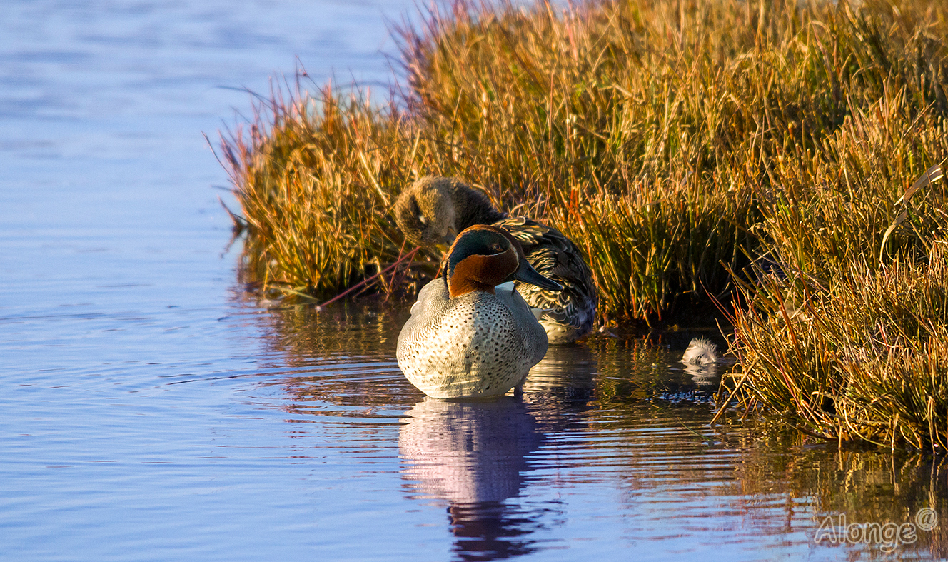Teal...