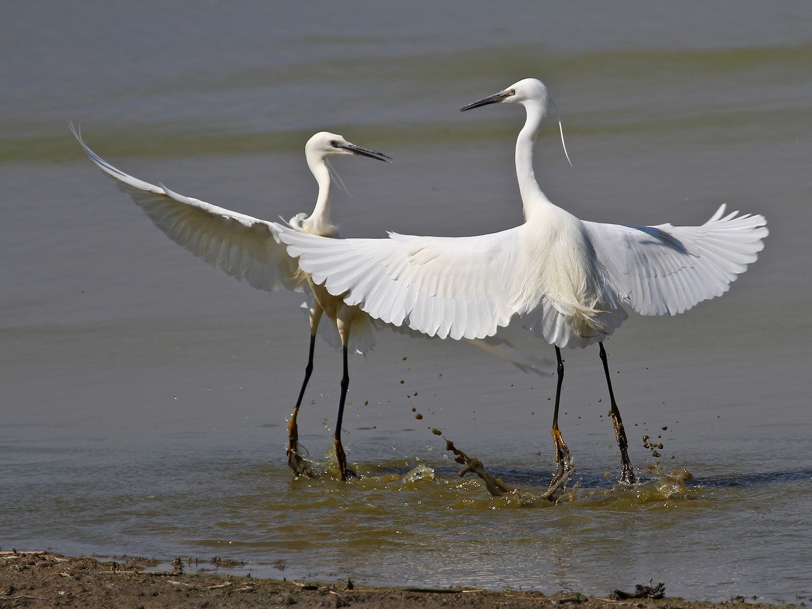 Egrets Fighting in 12...