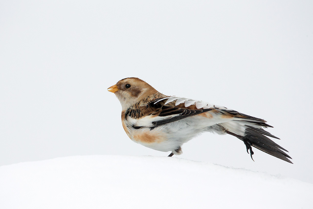 Snow bunting stretching...