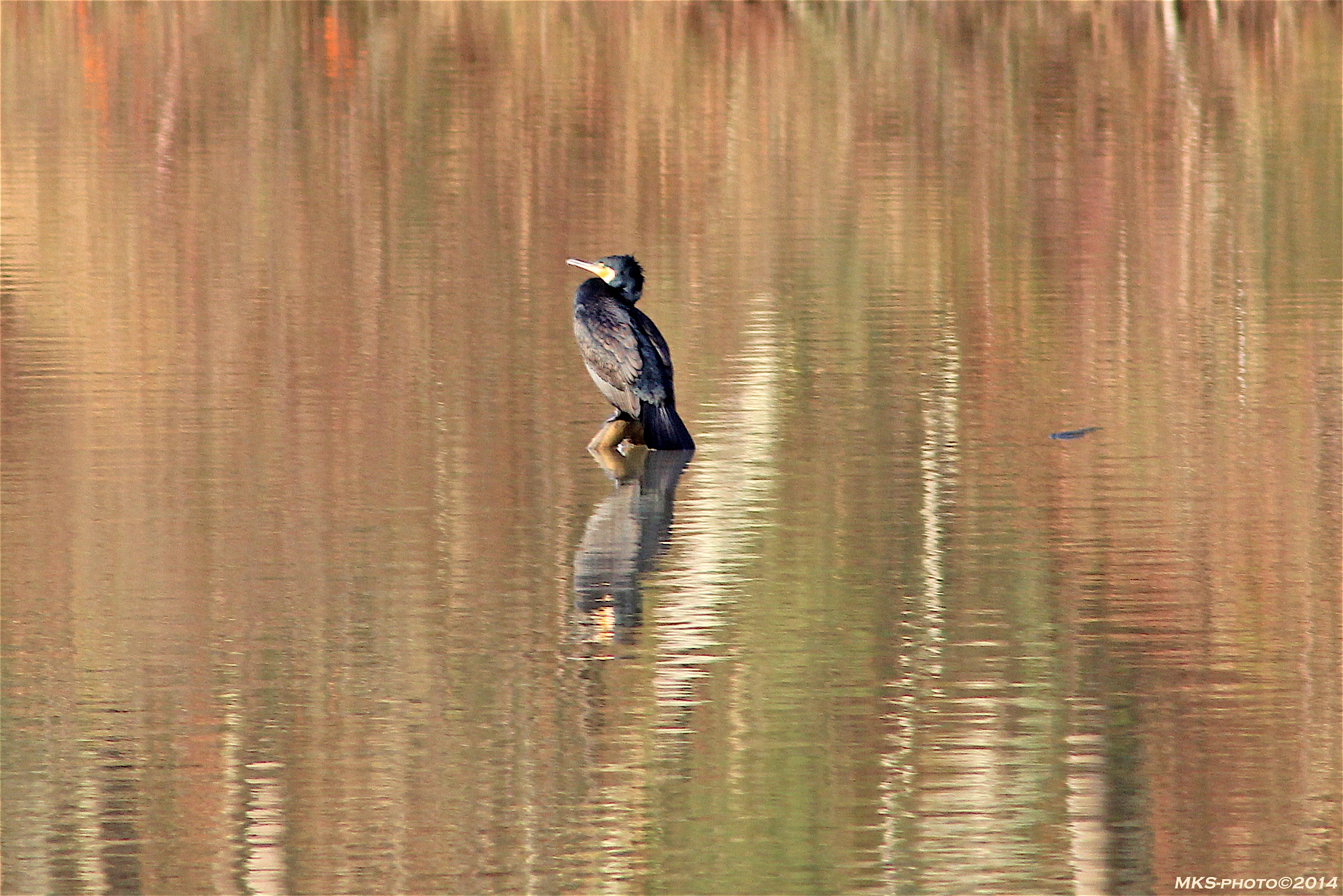 Cormorant Valley of Hell...
