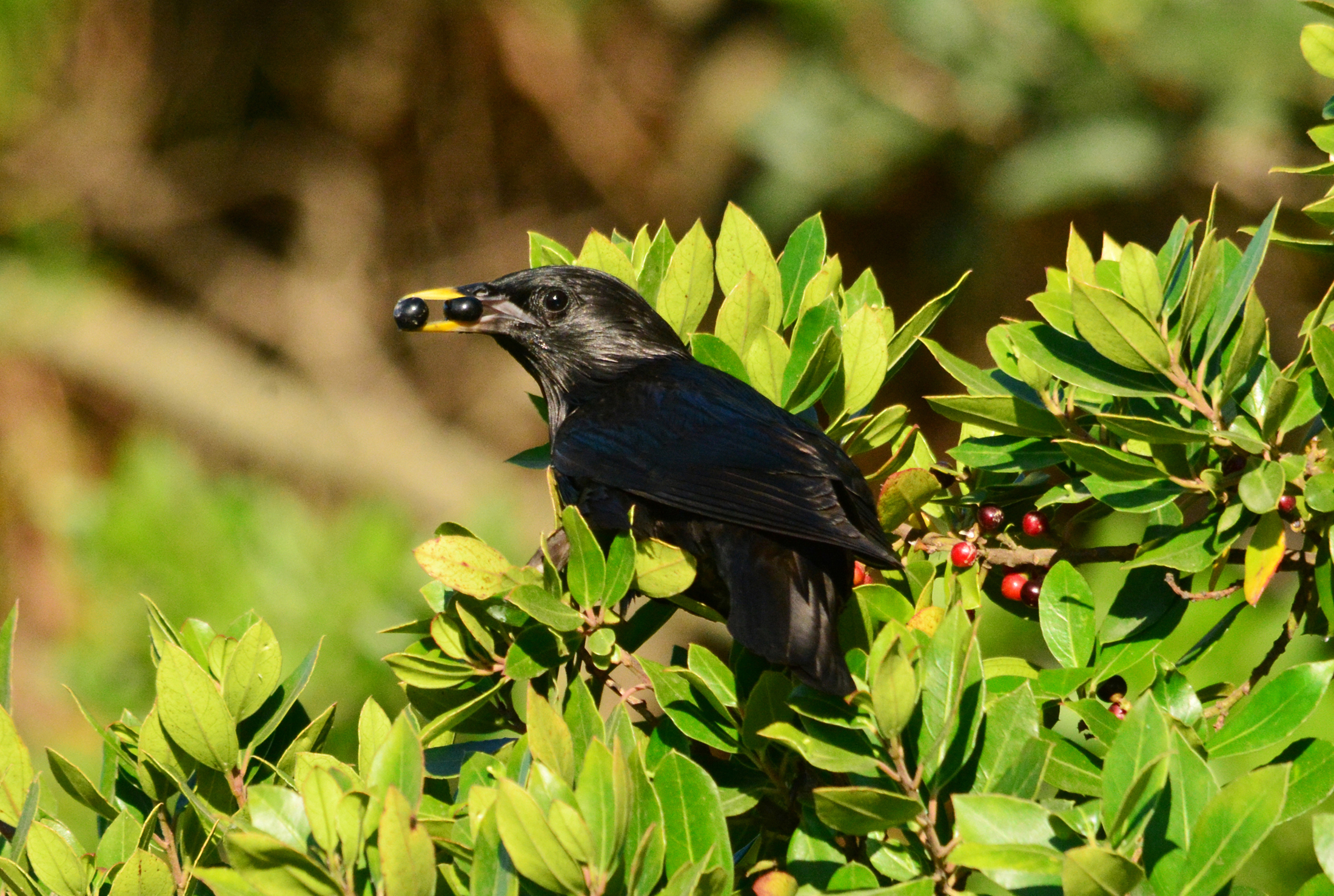 black starling north-eastern Sardinia...