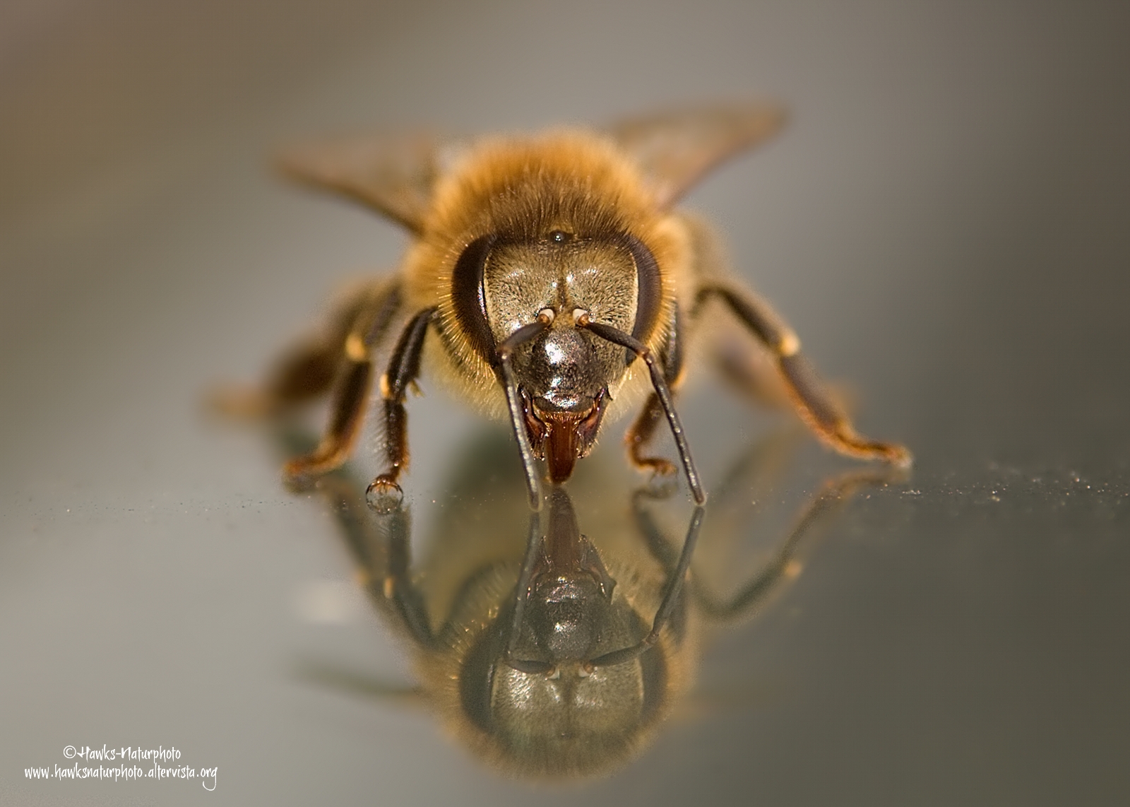Bee in the mirror...