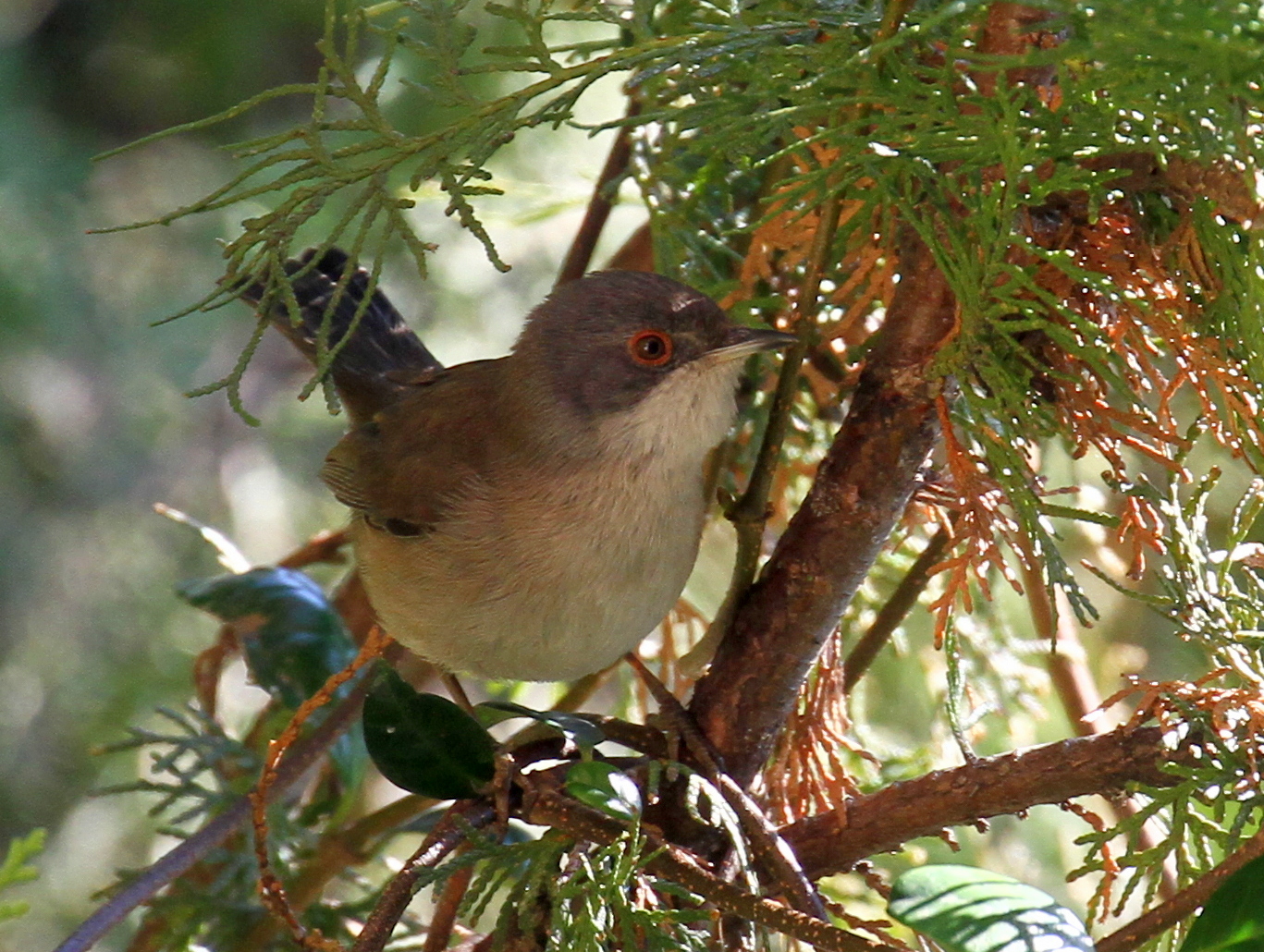 warbler...