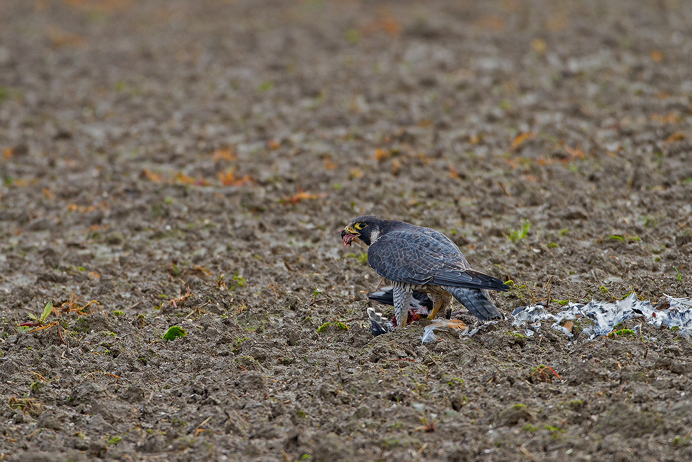 peregrine with prey...