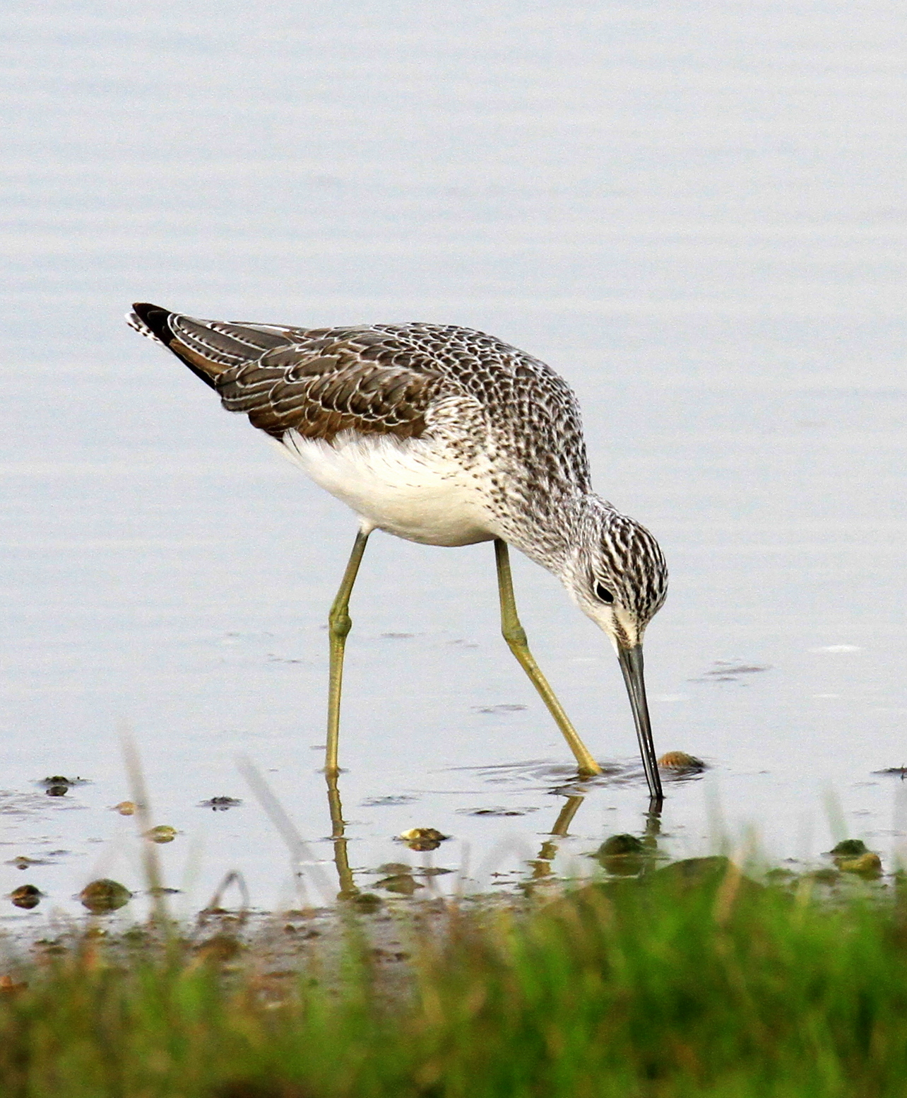 Greenshank...