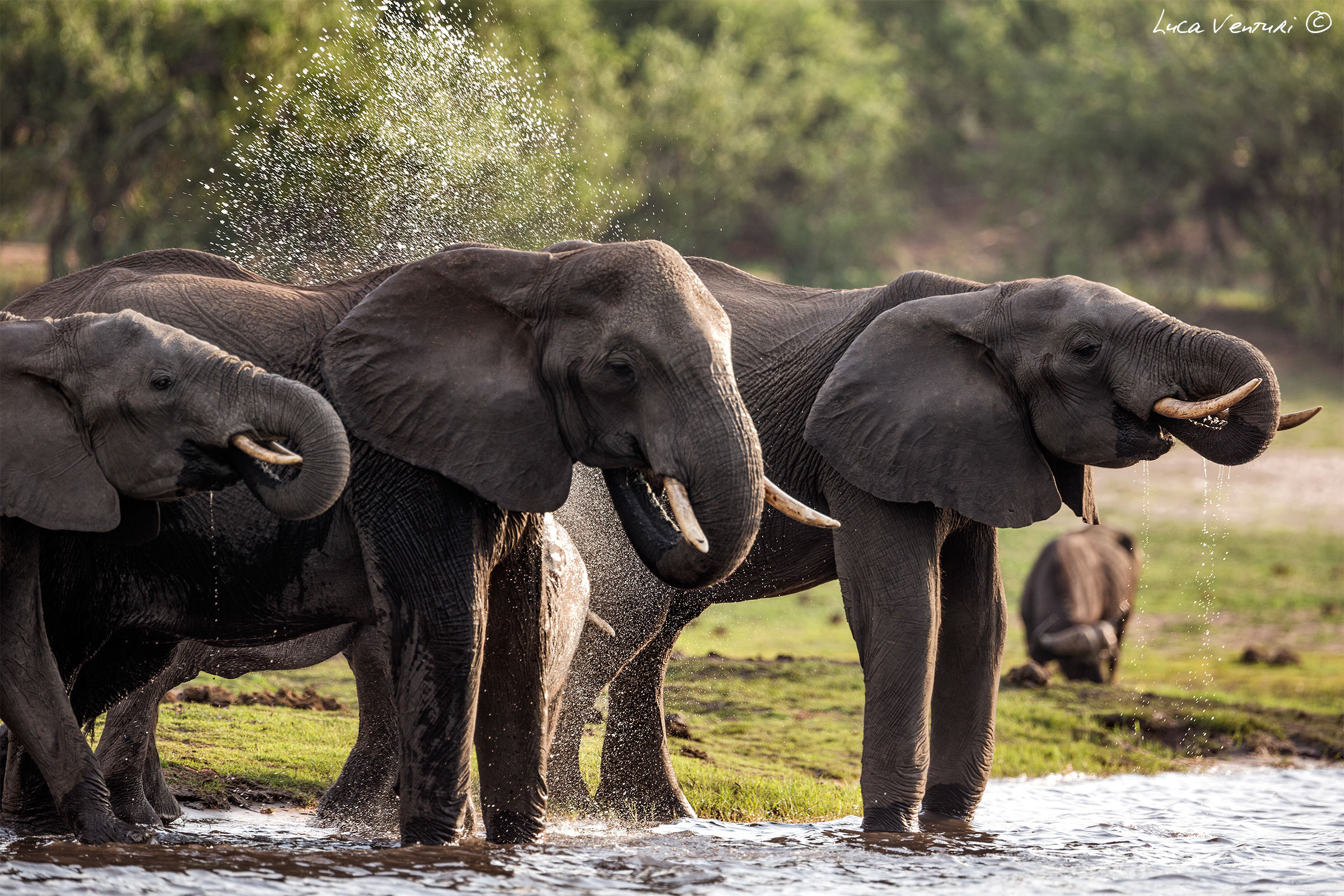 Elephants splashing water...