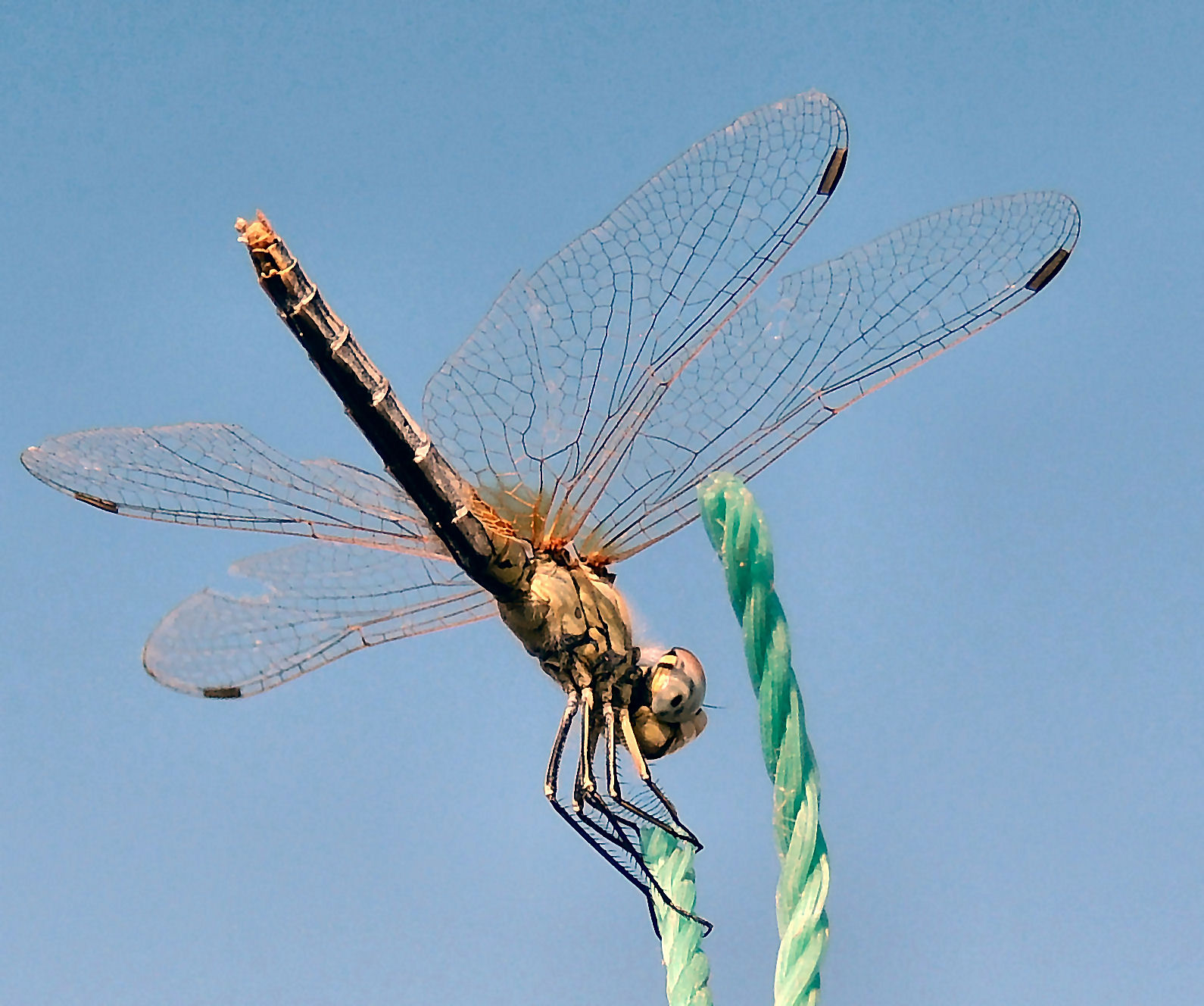 libellula...