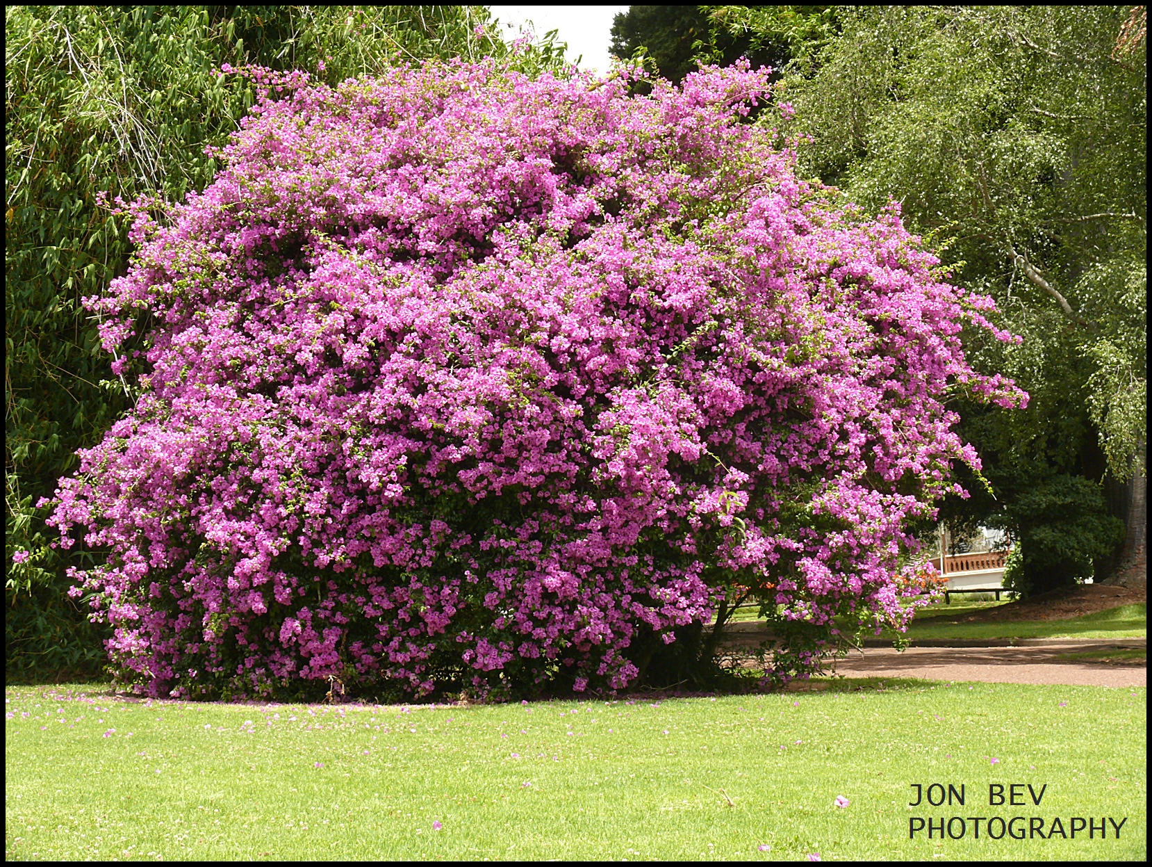 bouganvillia...