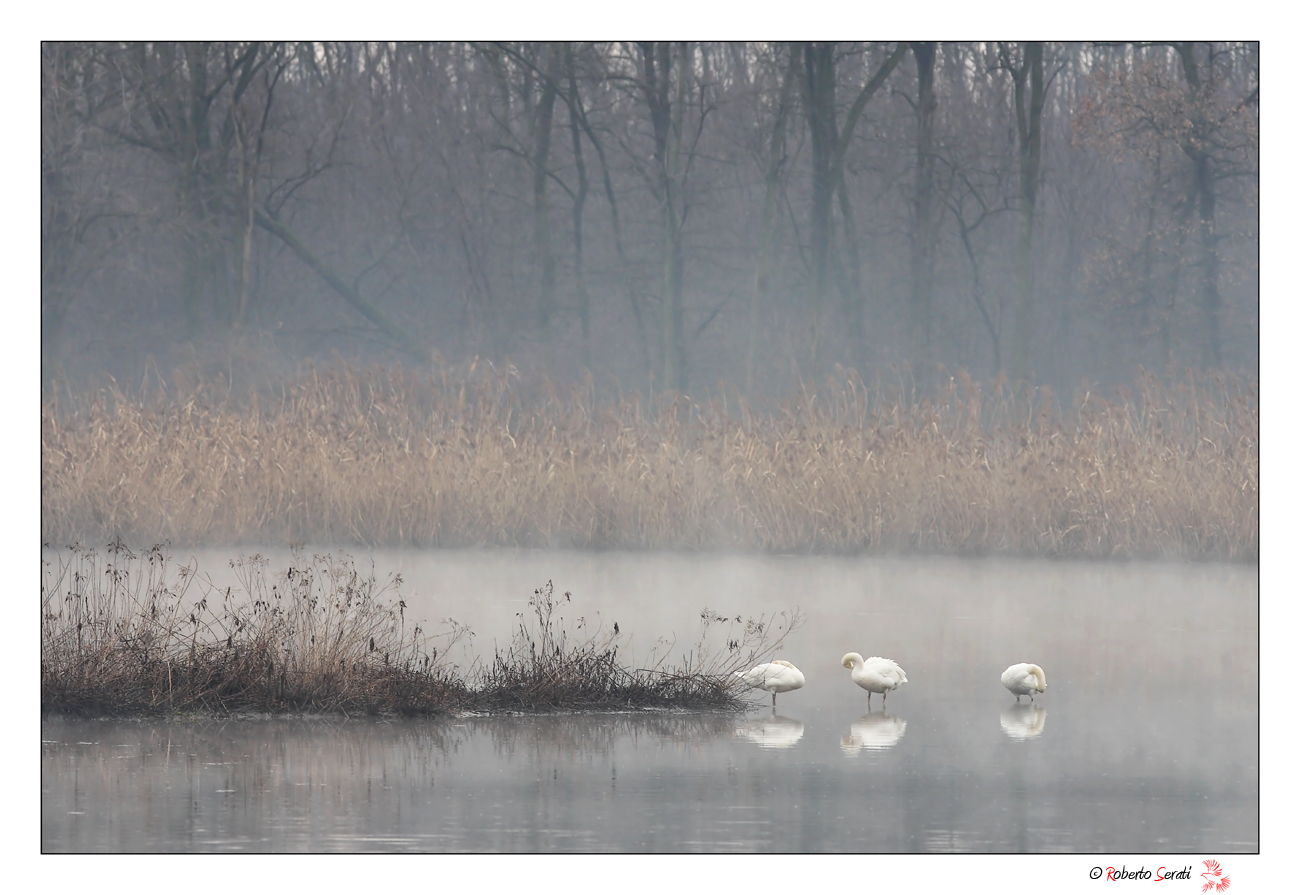 Swans in the pond...