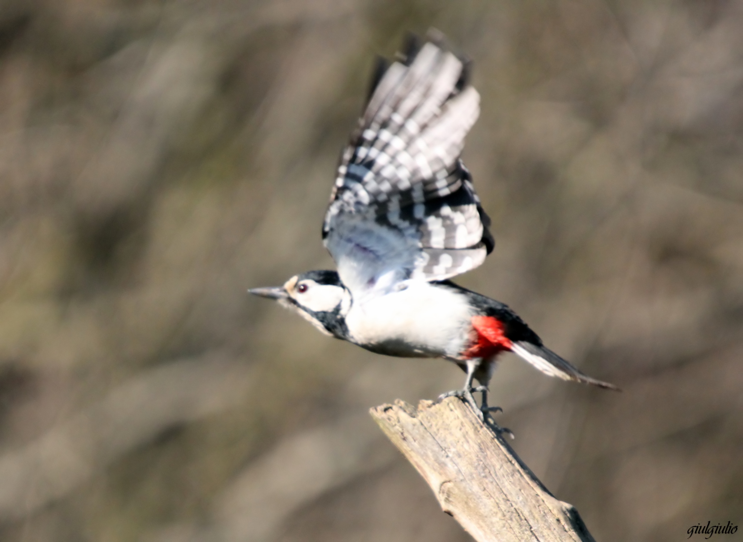 woodpecker departing...