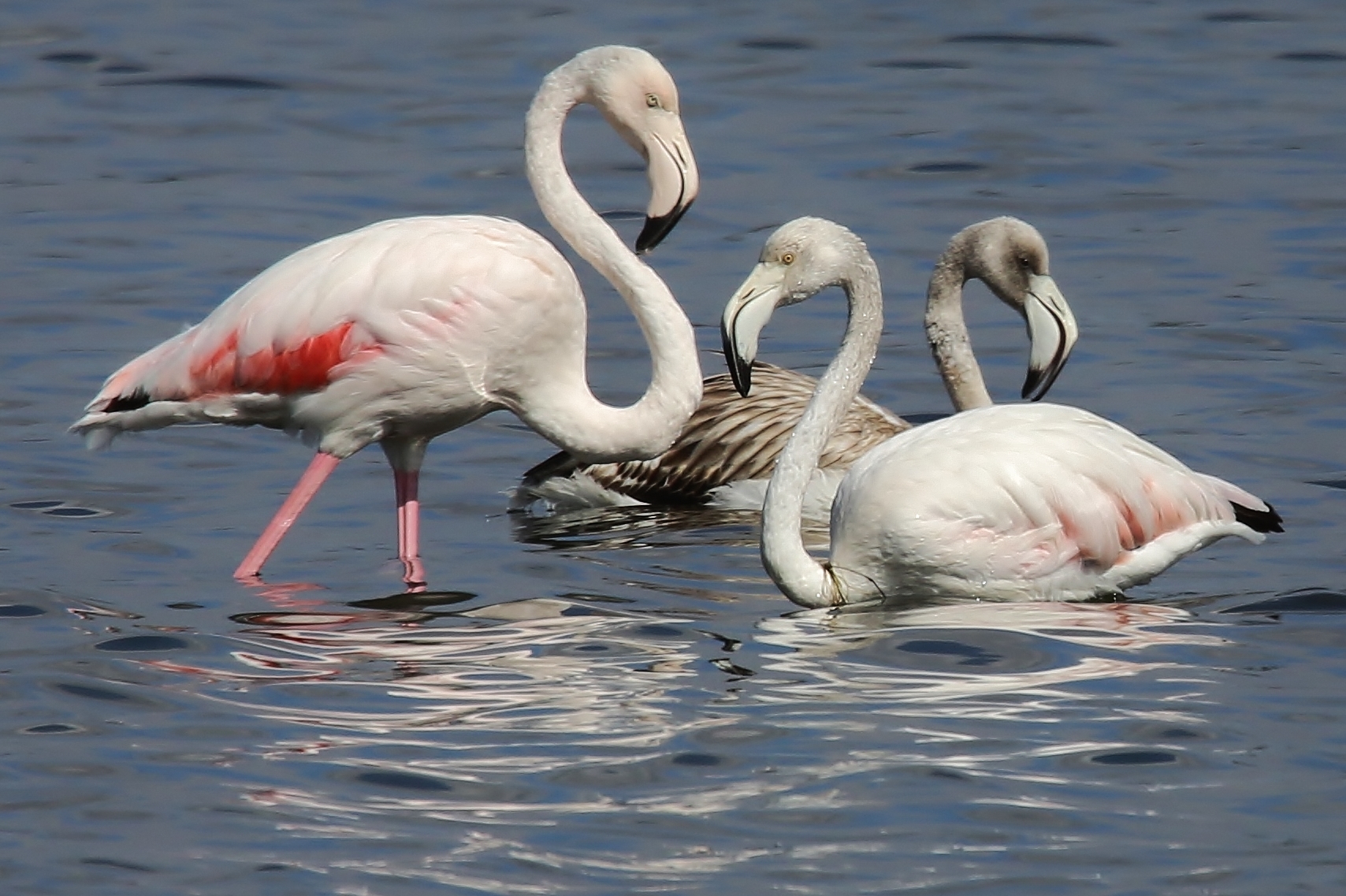 family of flamingos...