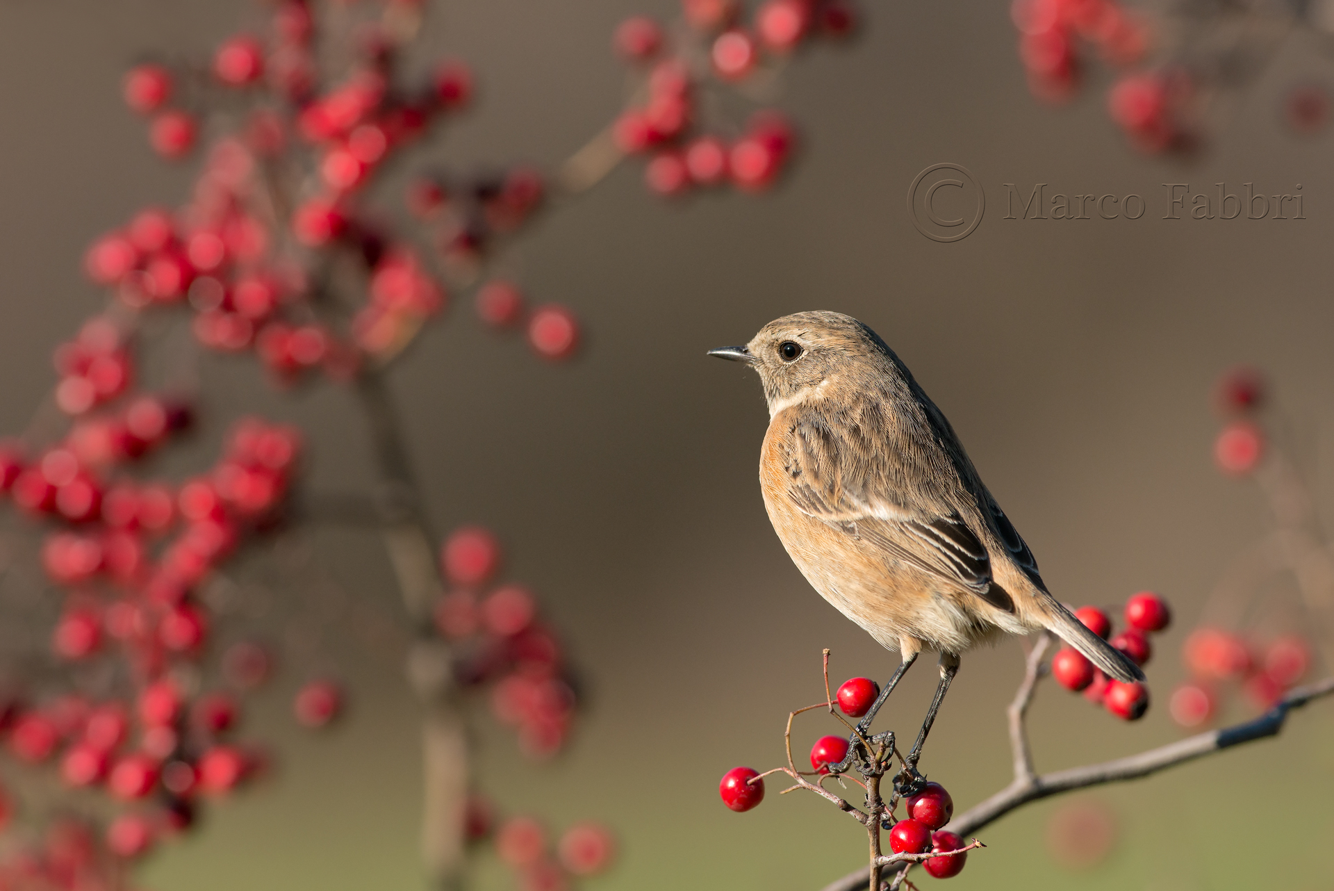 Stonechat and berries...