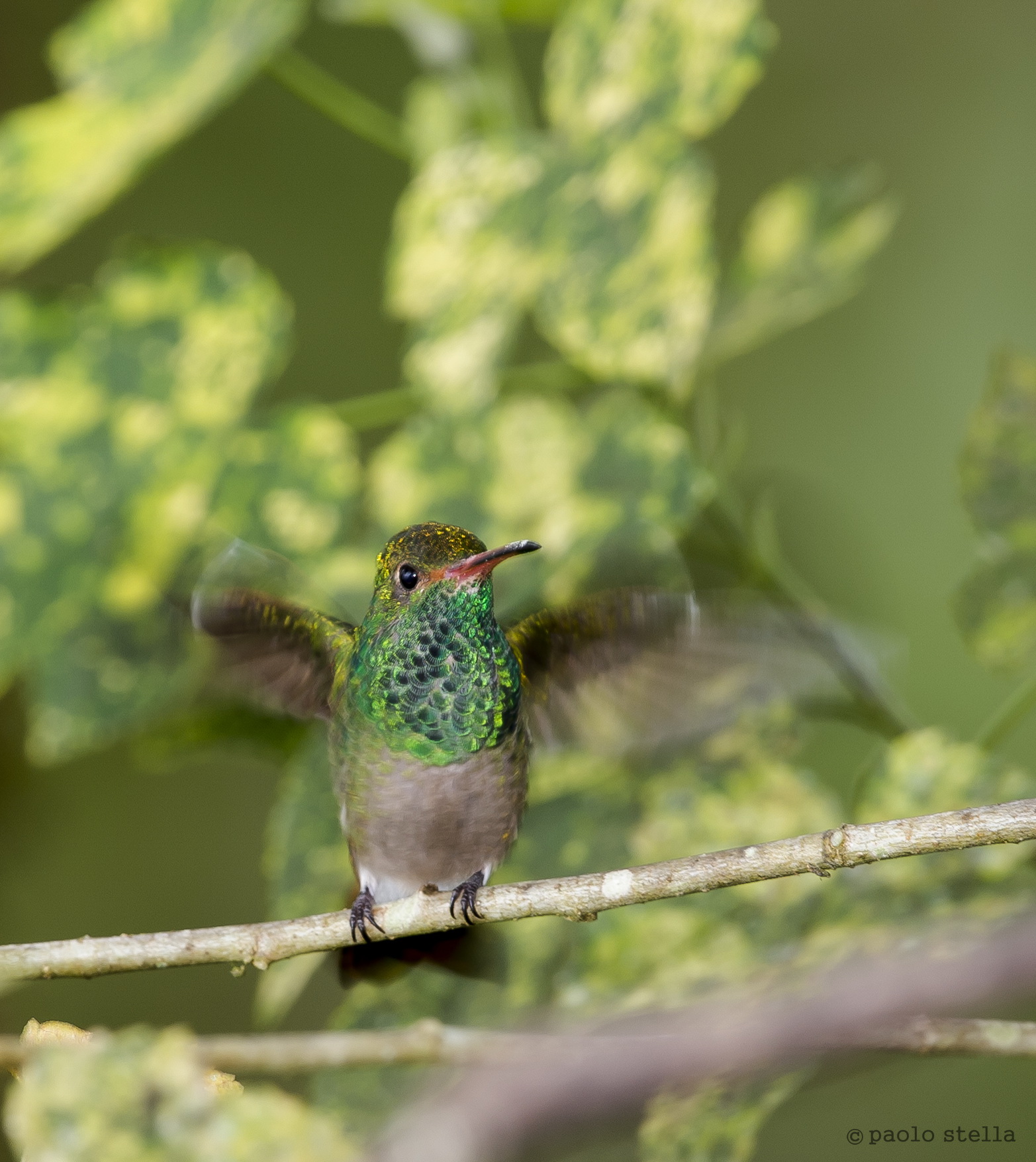 battito d'ali - Rufous-tailed Hummingbird...