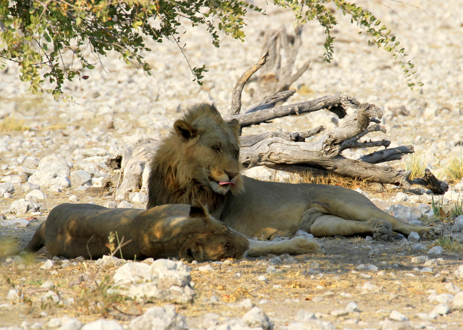 Lions of Etosha...