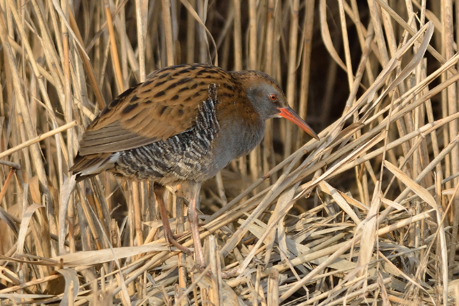 Cleaning of water rail...