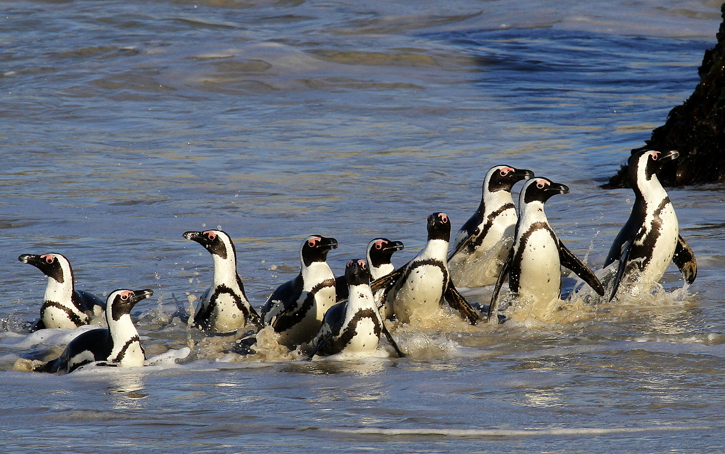 Pinguini del capo...