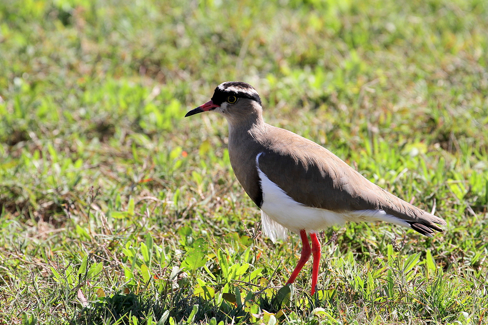 Crowned Lapwing...