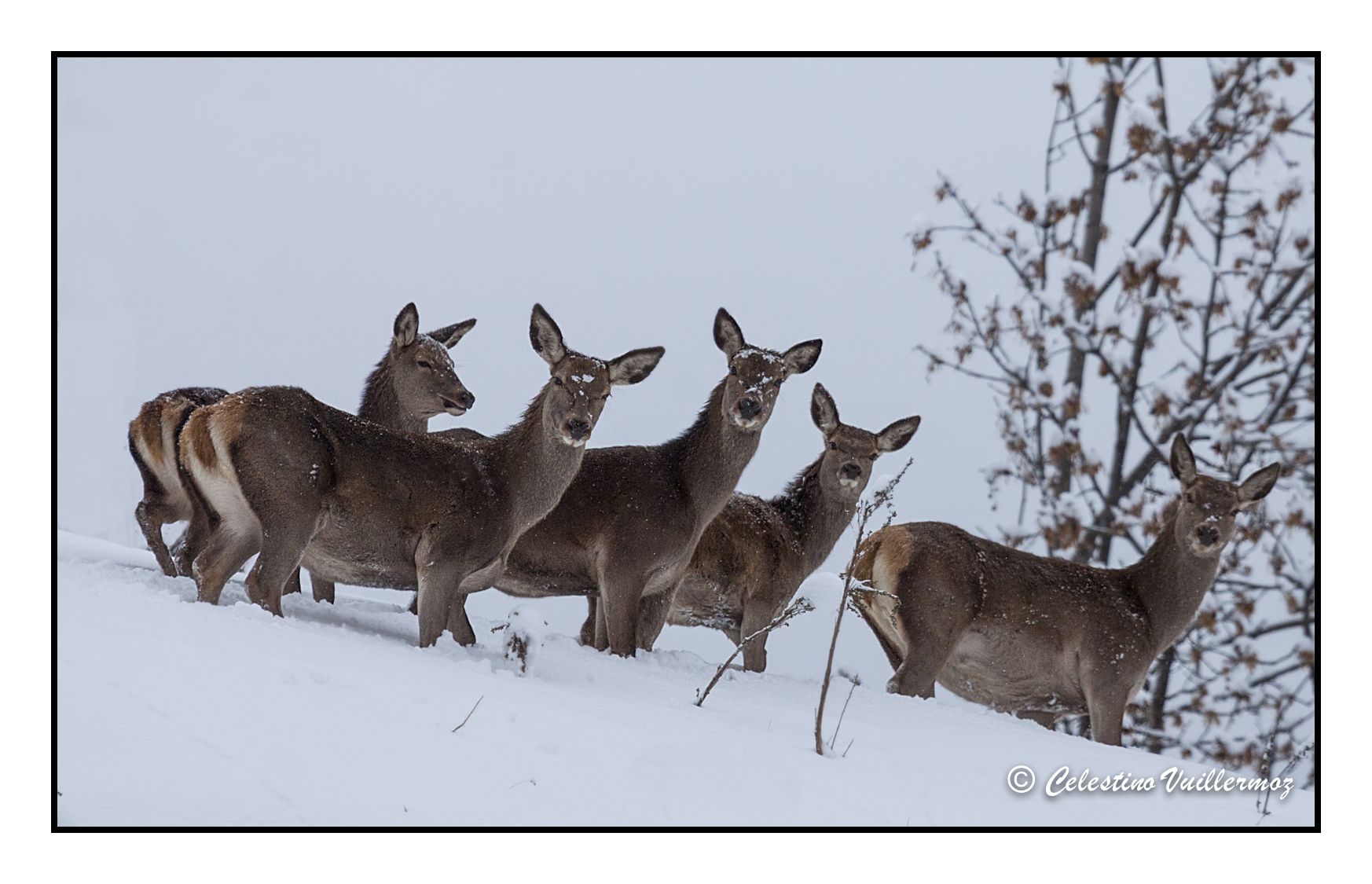 Females of deer with small...