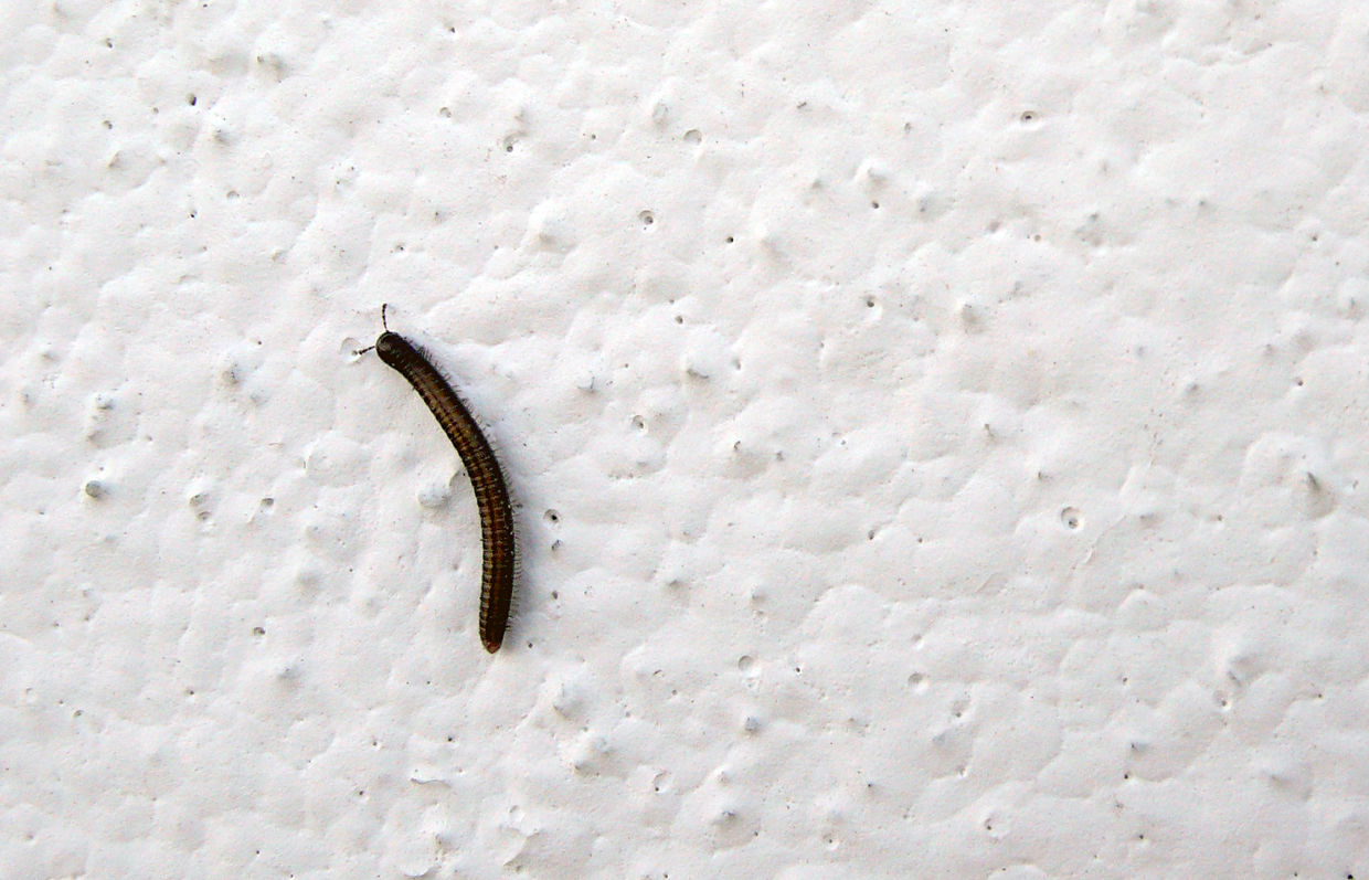Pachyiulus communis...
