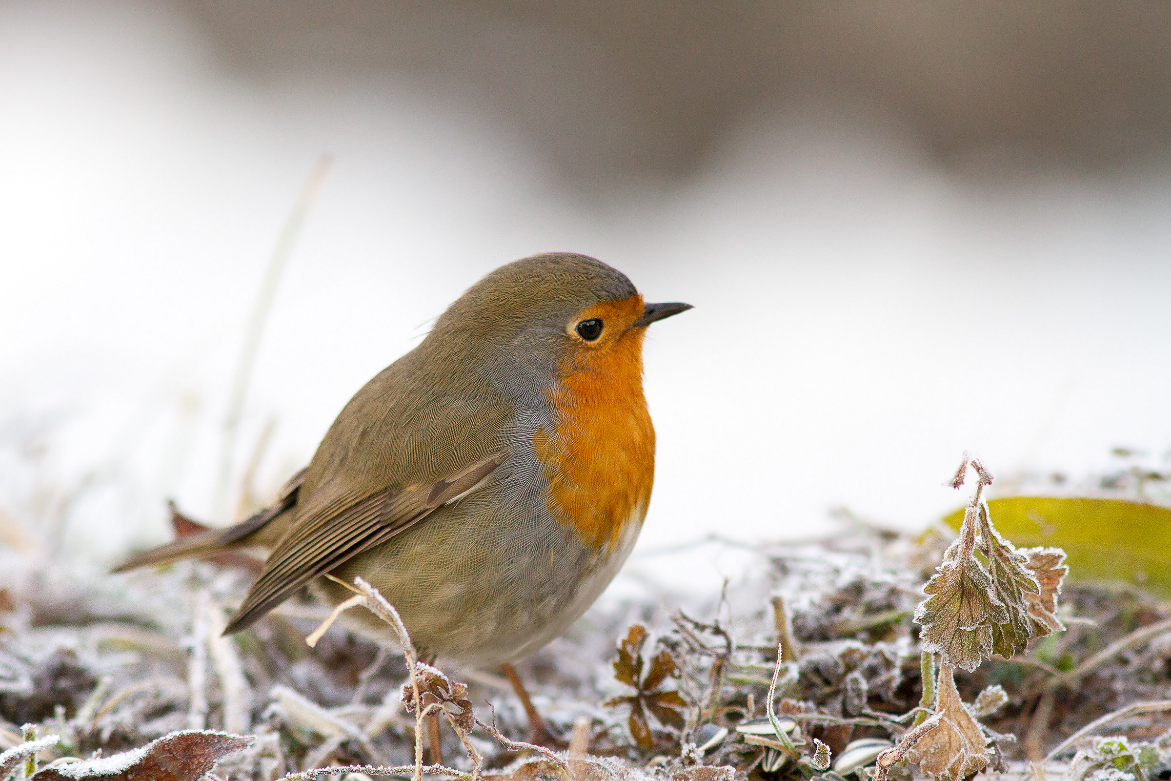 Robin hunting in the cold...