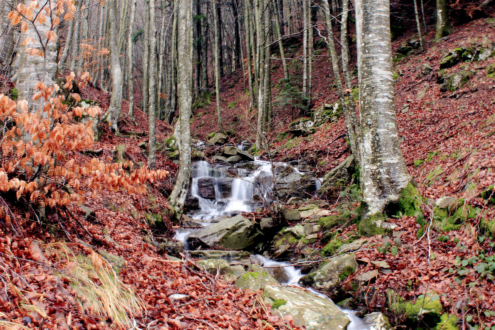 foresta del Pratomagno...