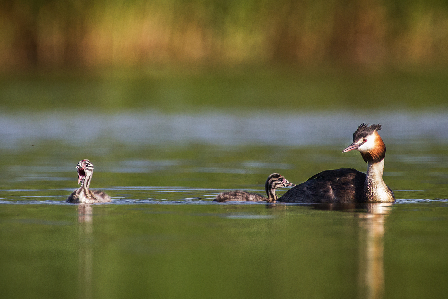 Grebe with offspring...