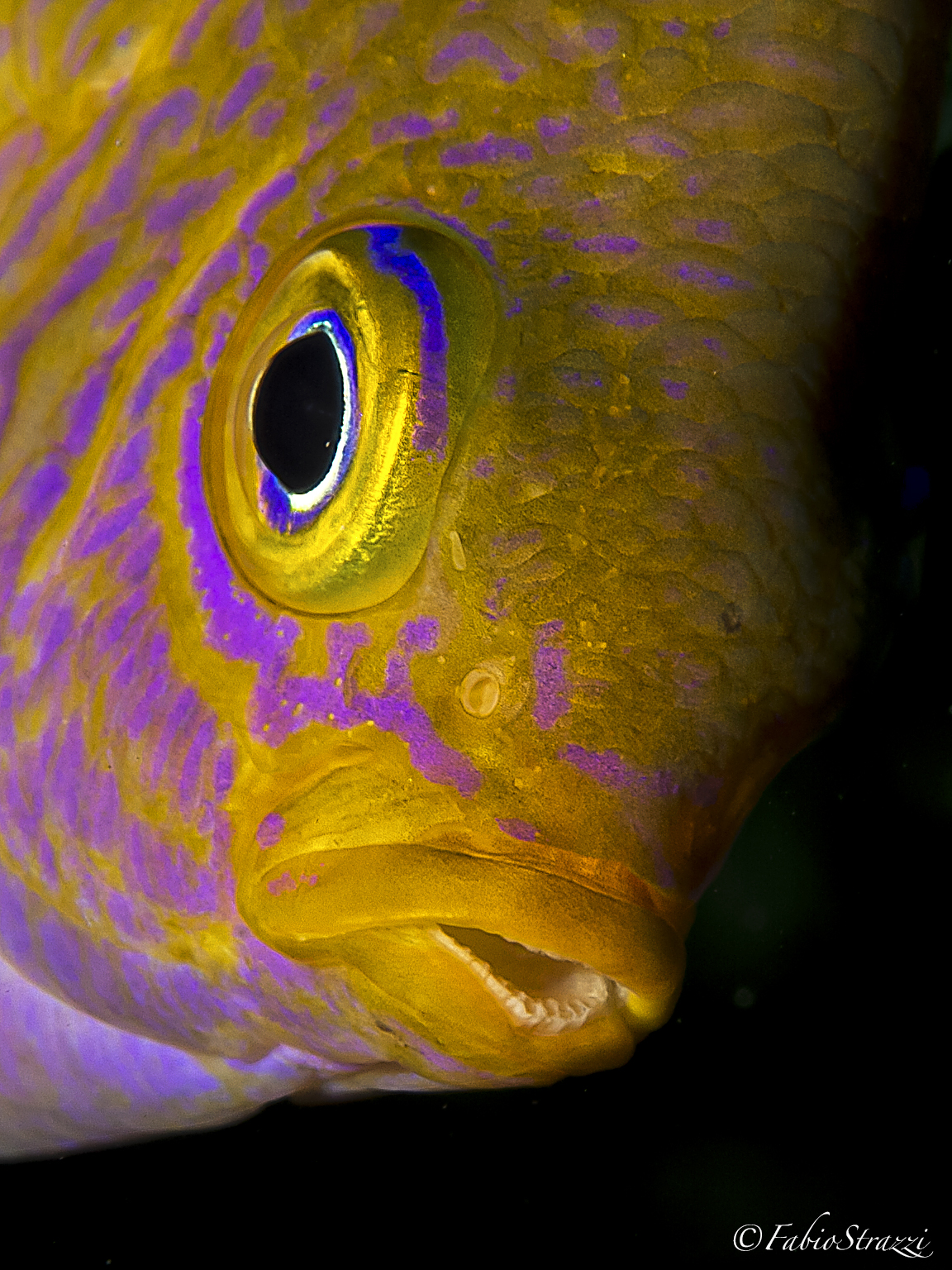 Yellow kiss...
