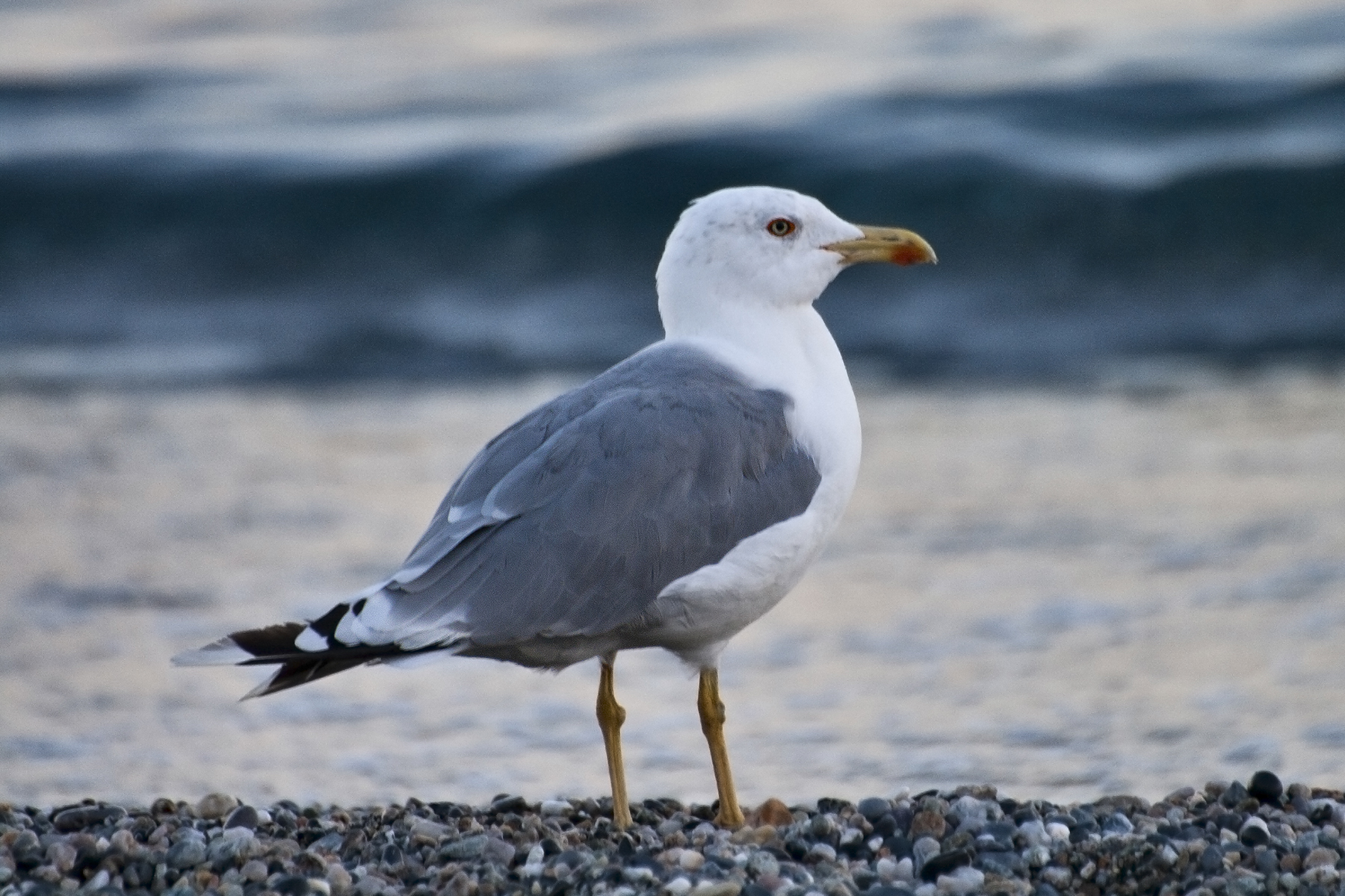 Larus michahellis (herring gull)...