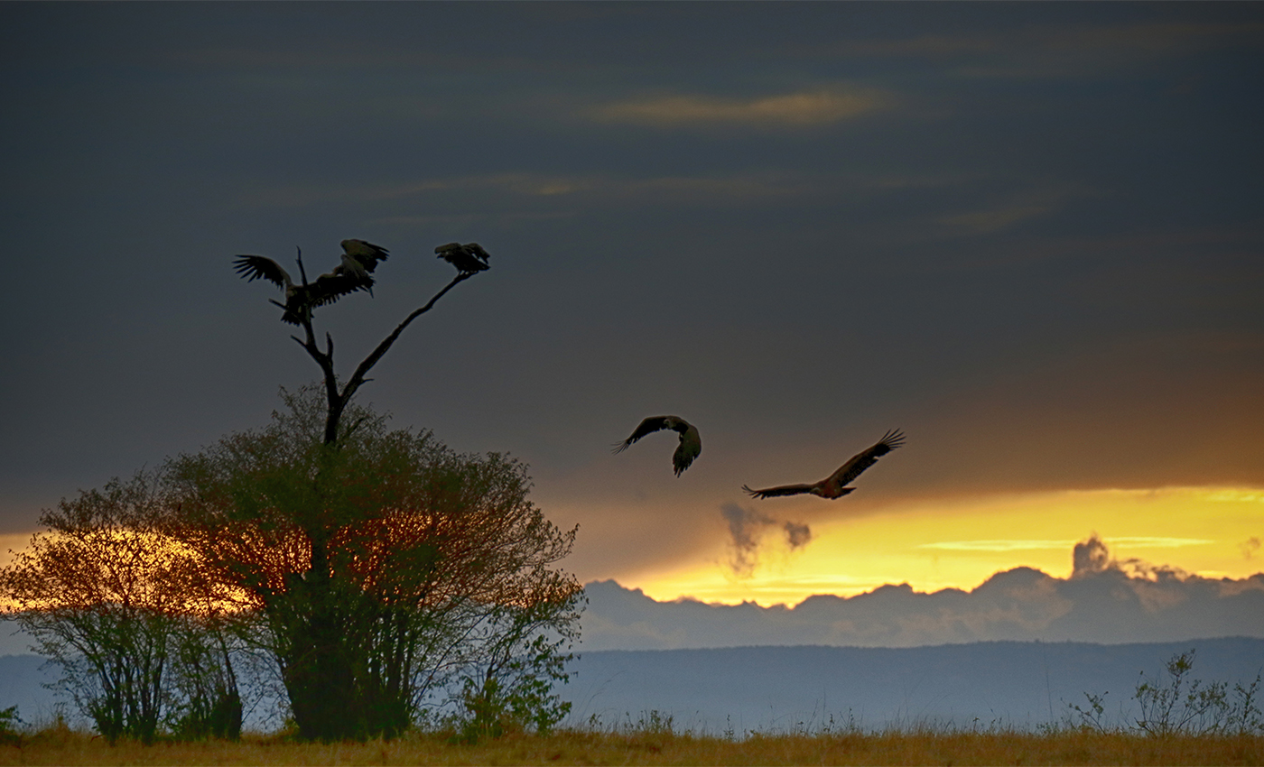 Vultures at sundown...