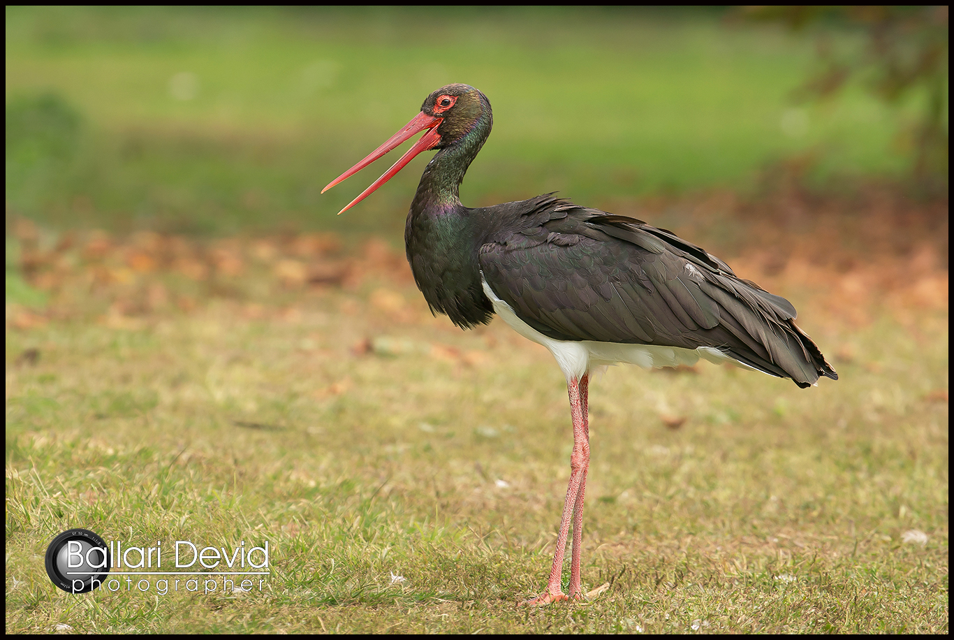 Black Stork...