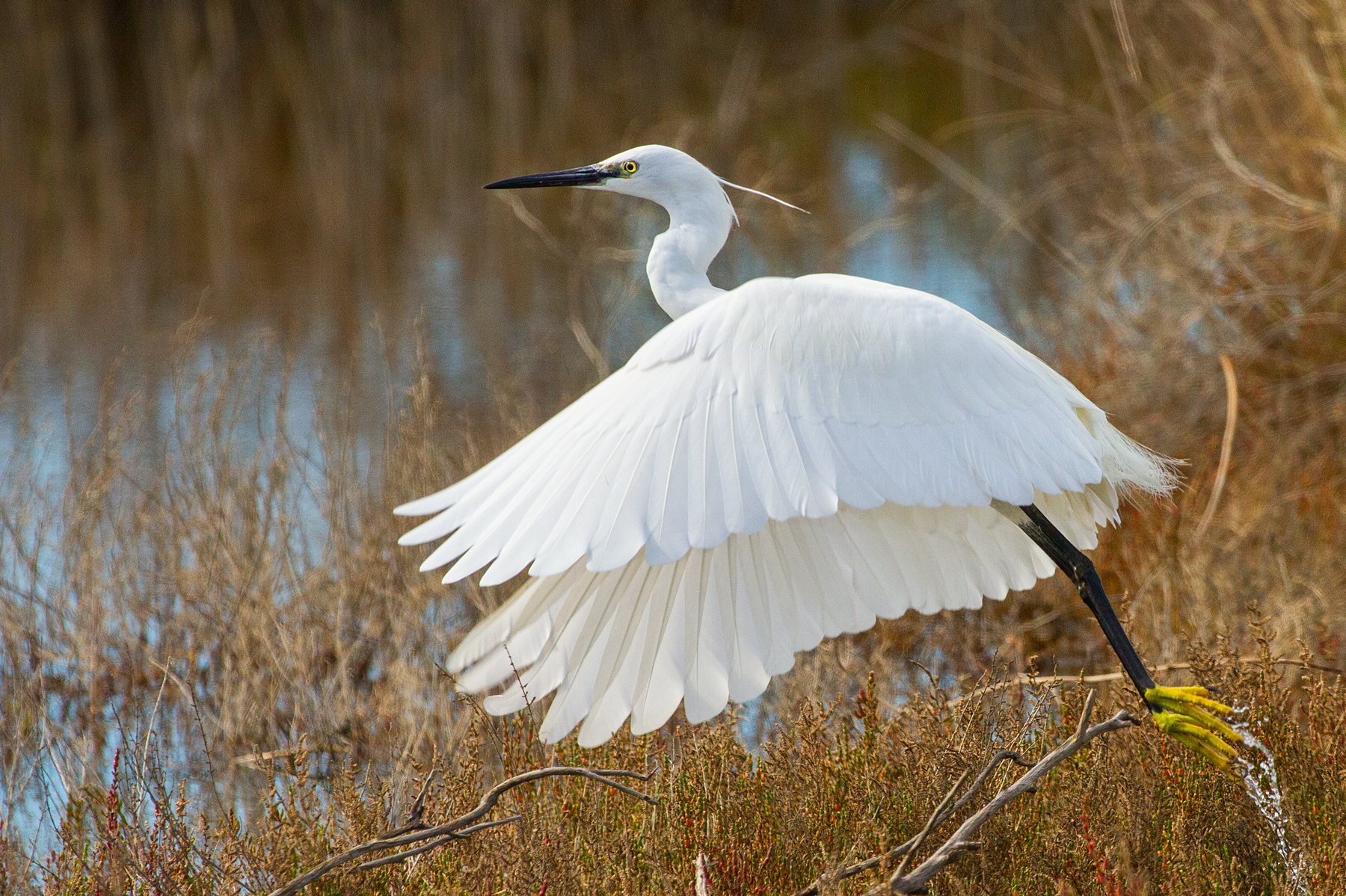 Flight...