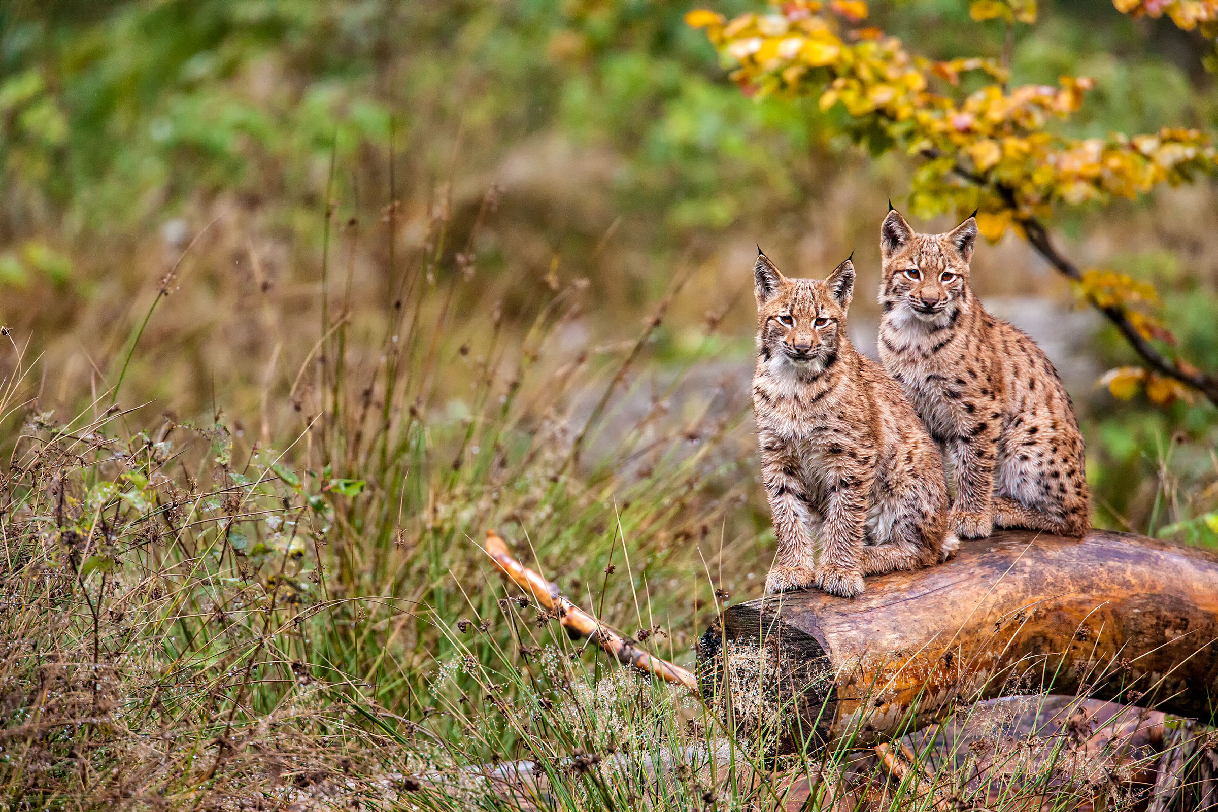 young lynxes...