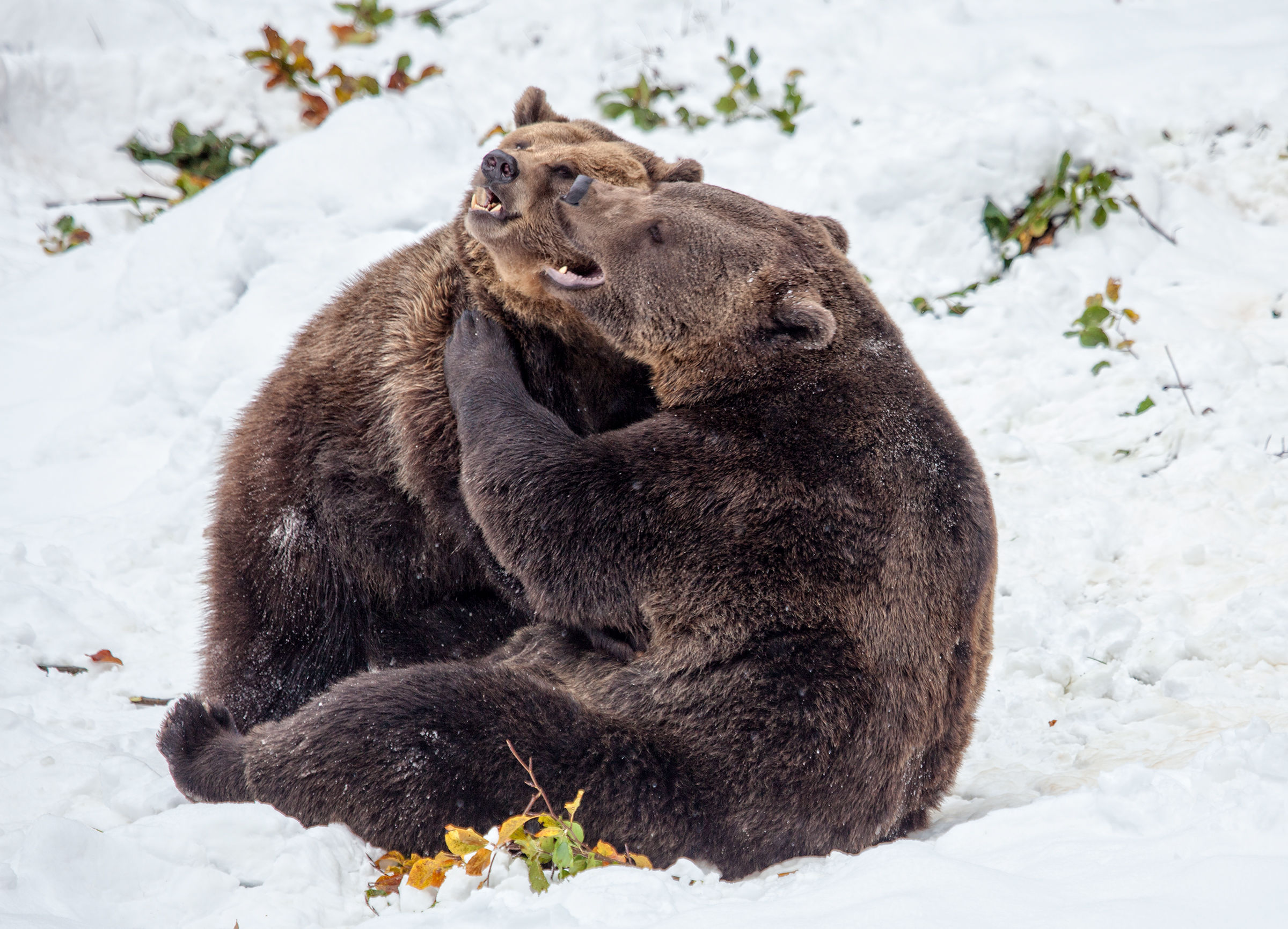 Loving bears...