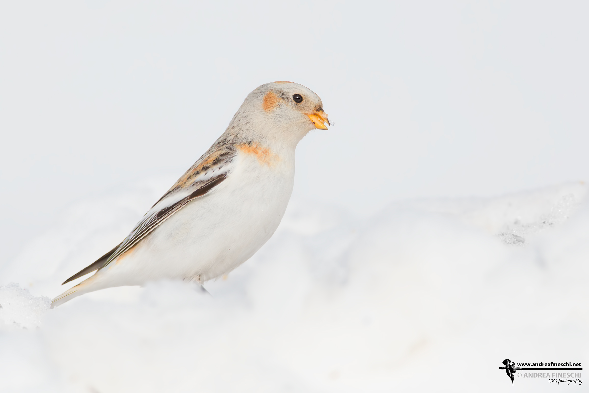 Snow Bunting...