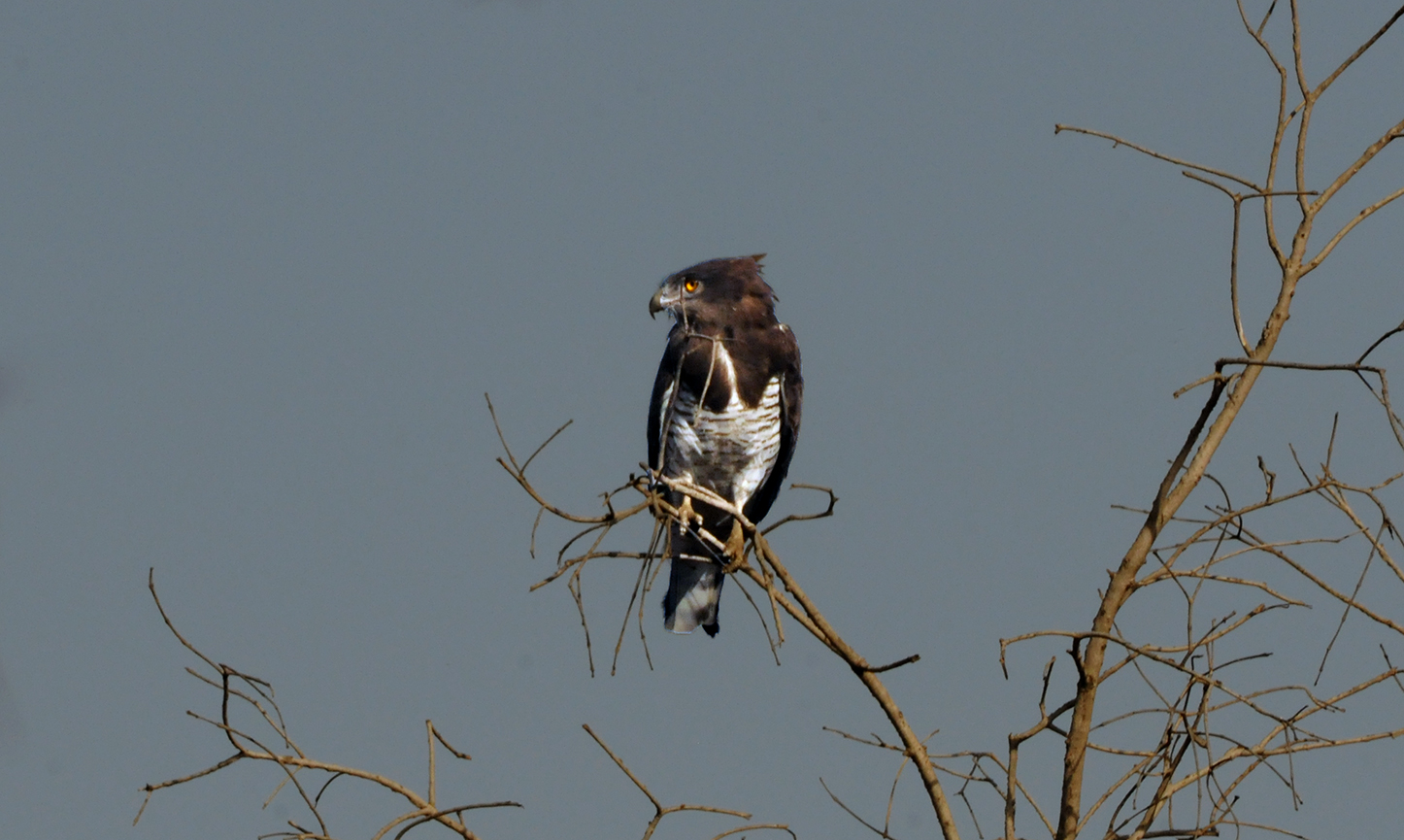 Crowned Eagle - Stephanoaetus coronatus - Etiopia...