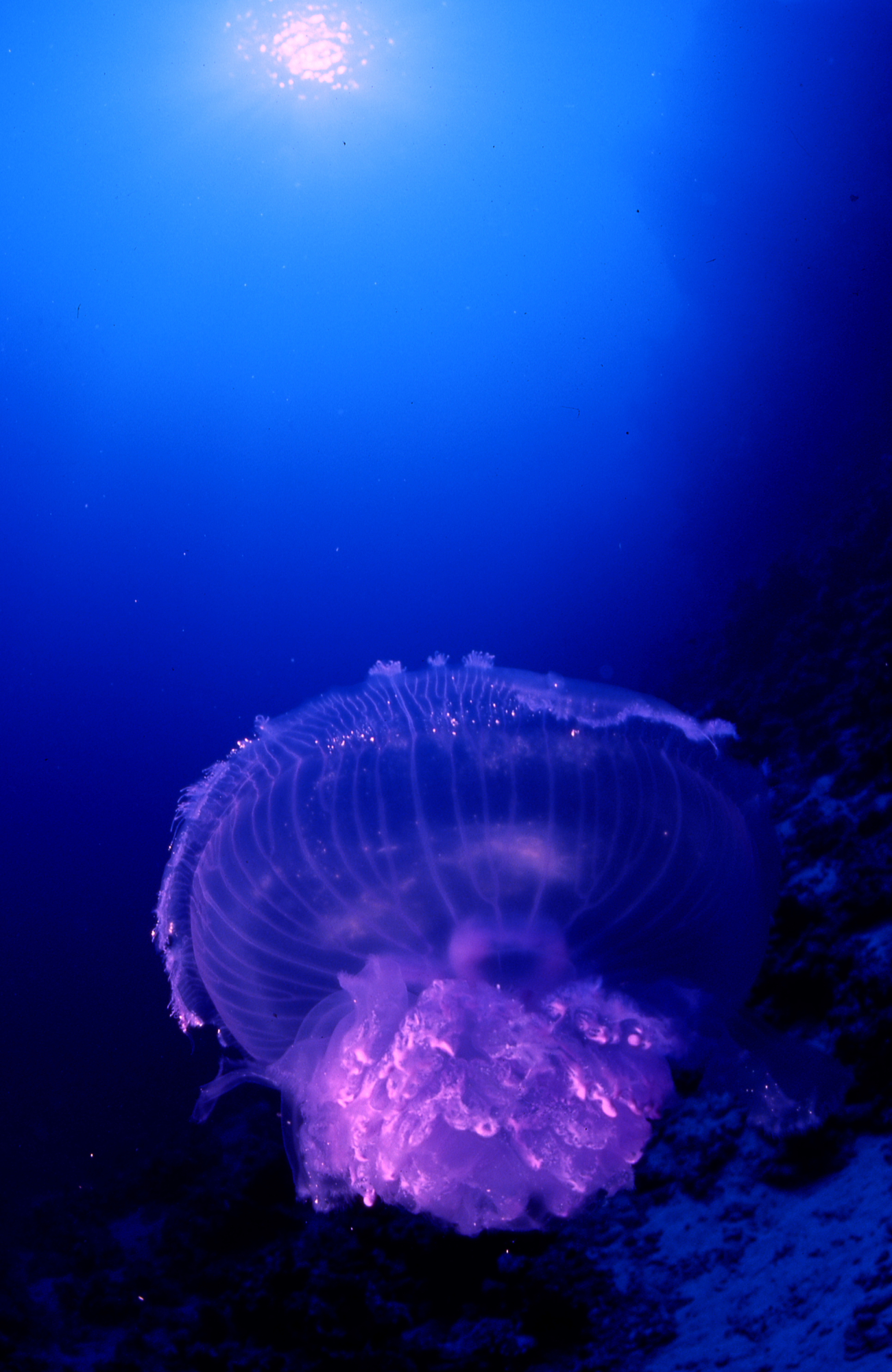 jellyfish...