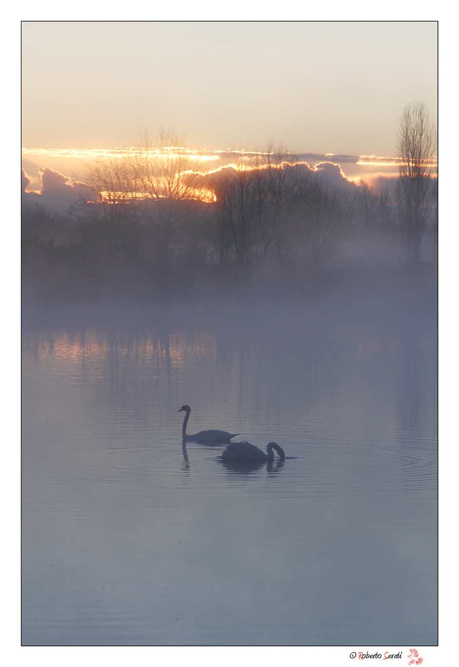 Swan in the 'sunrise...