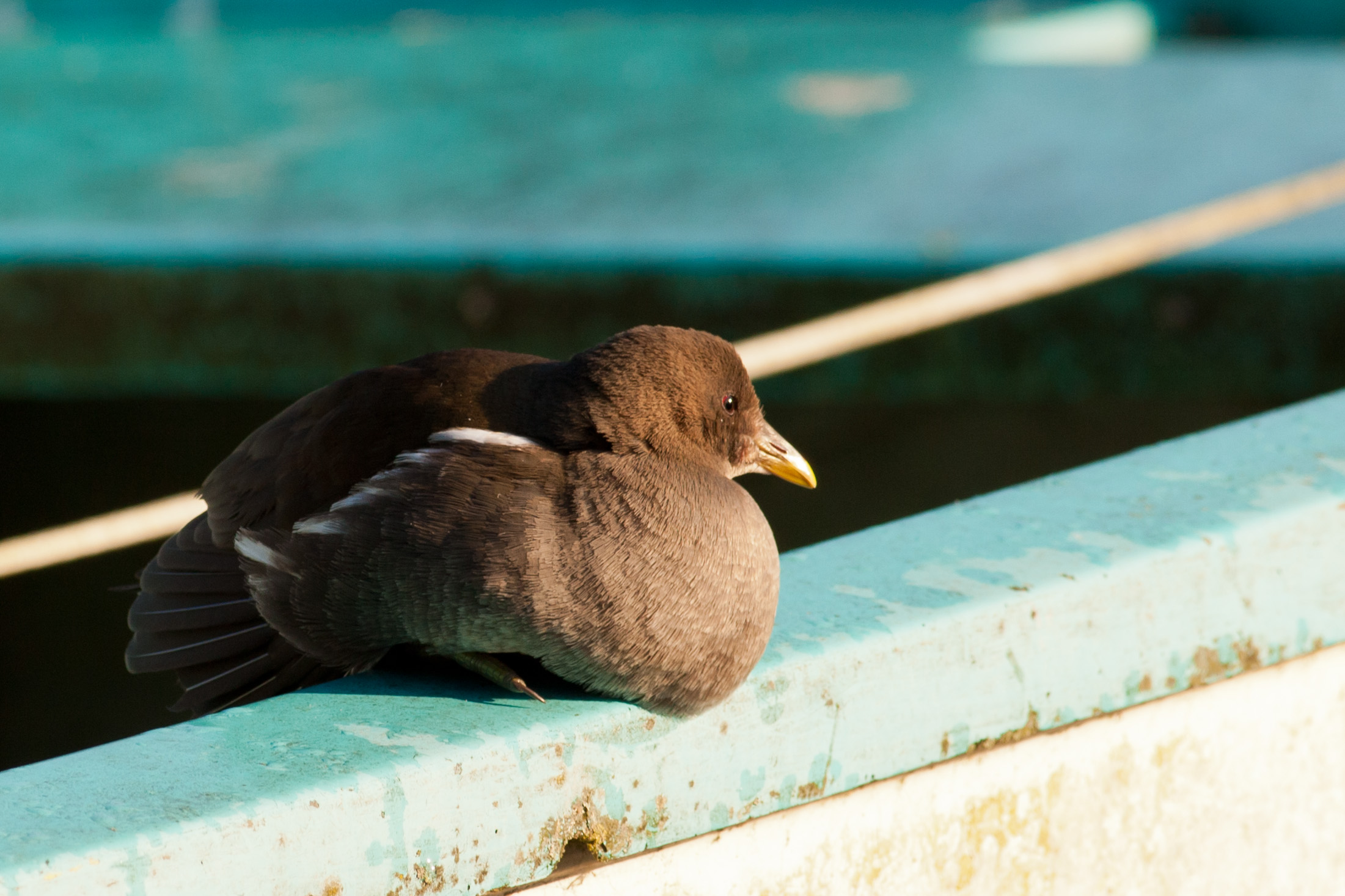 Moorhen # 3...