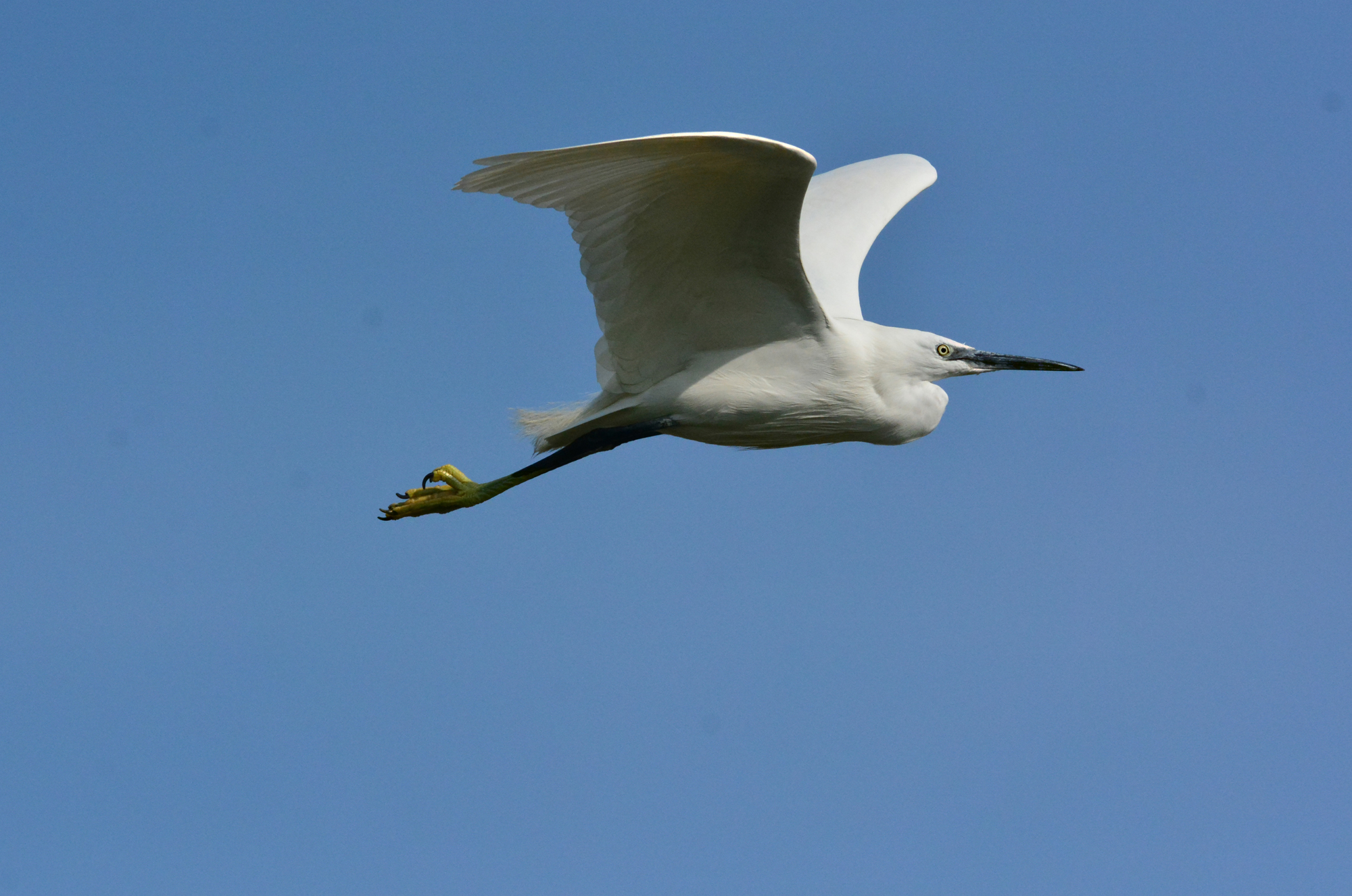egret flying high...