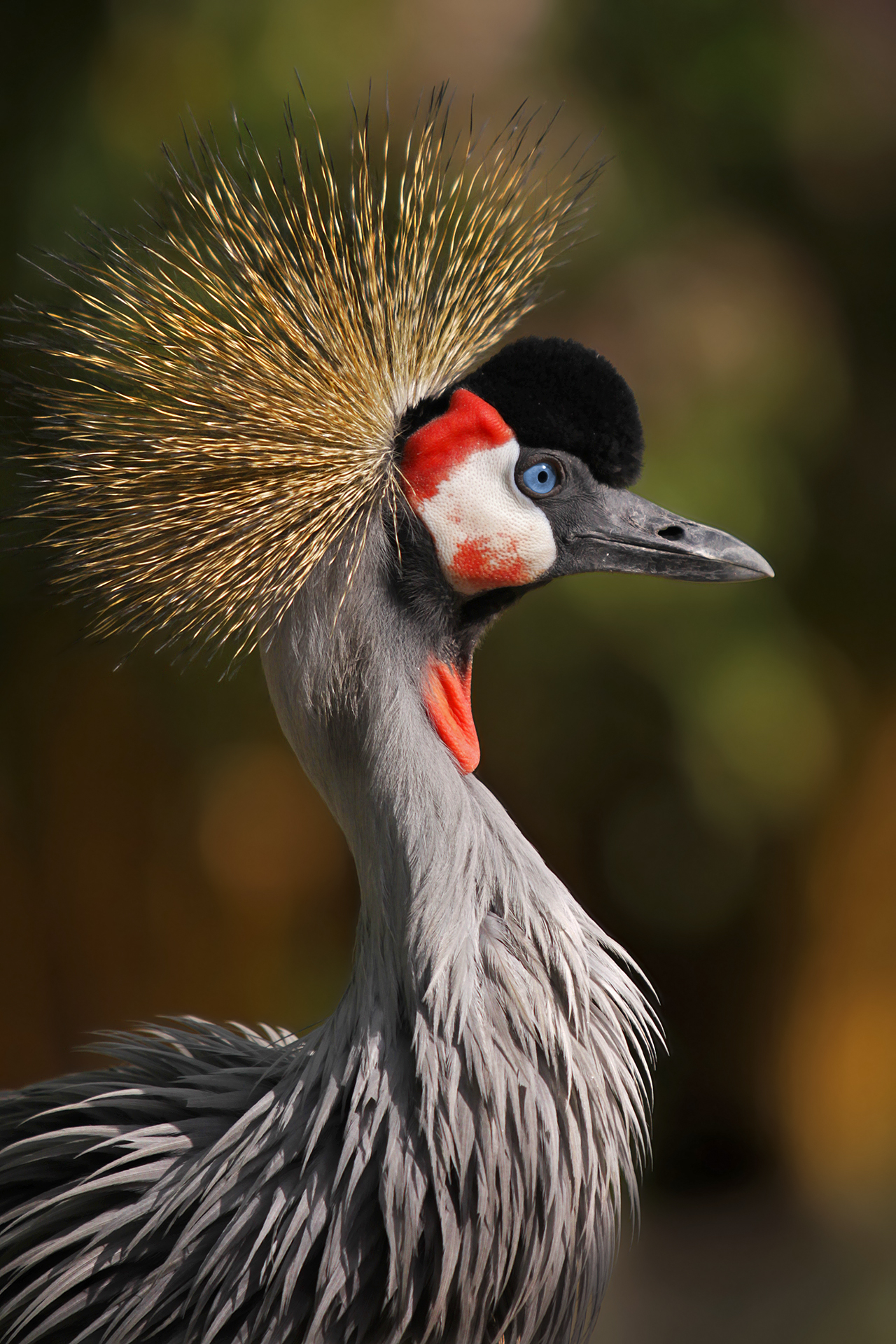 The great grey crowned crane...