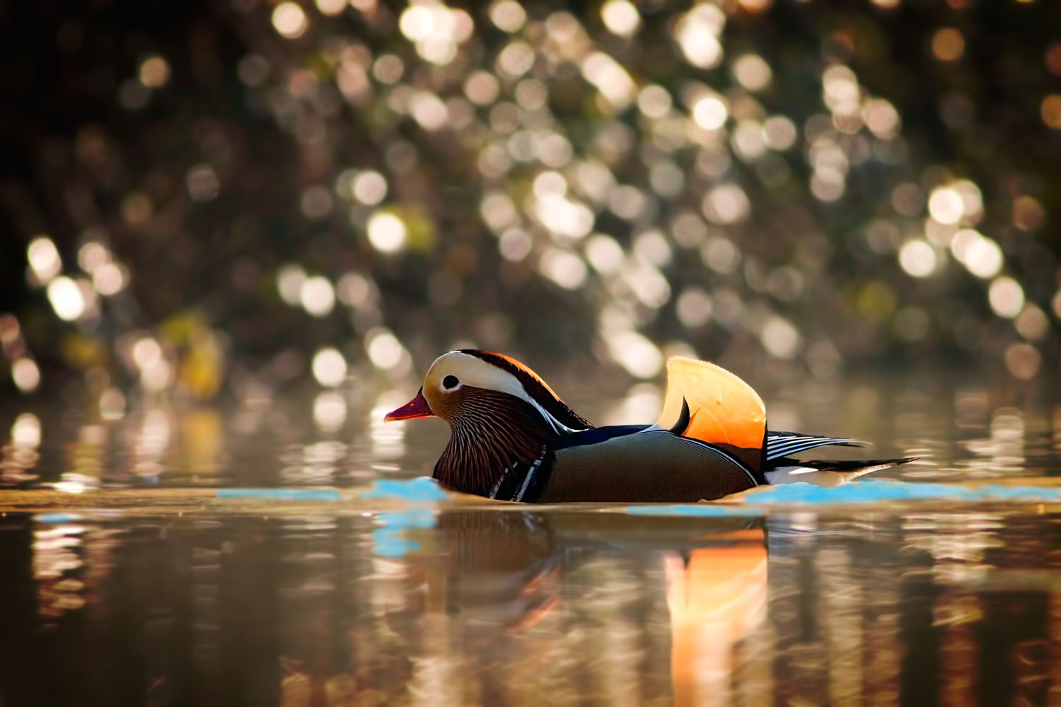 mandarin duck ... backlight!...