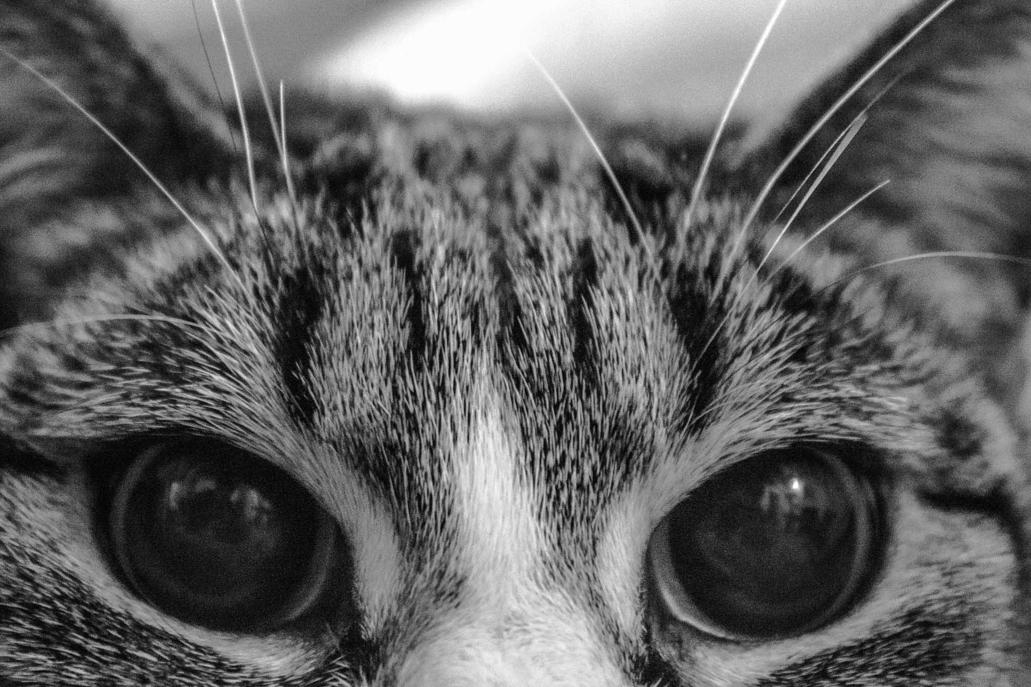 cat...