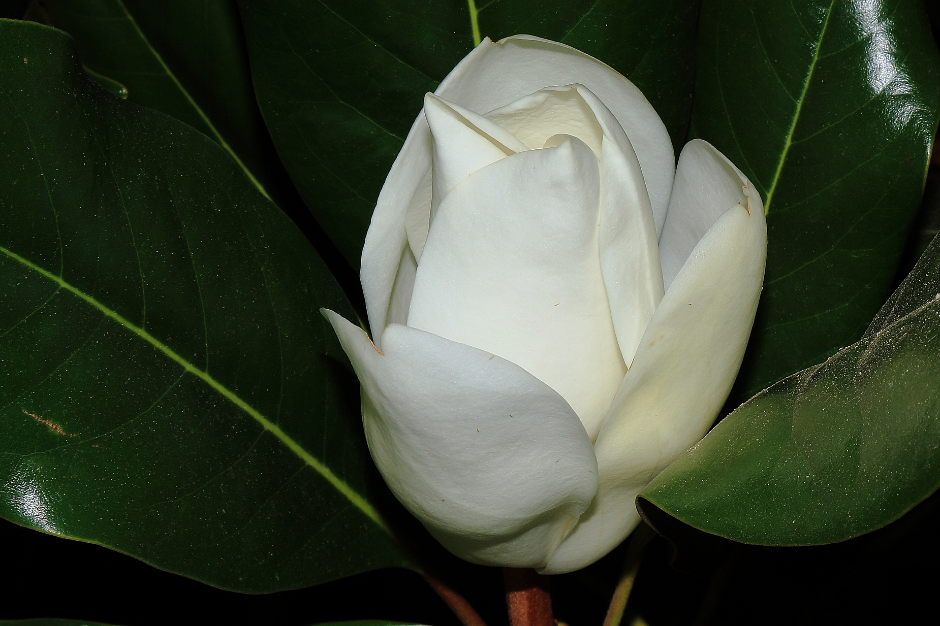 Magnolia flower evergreen...