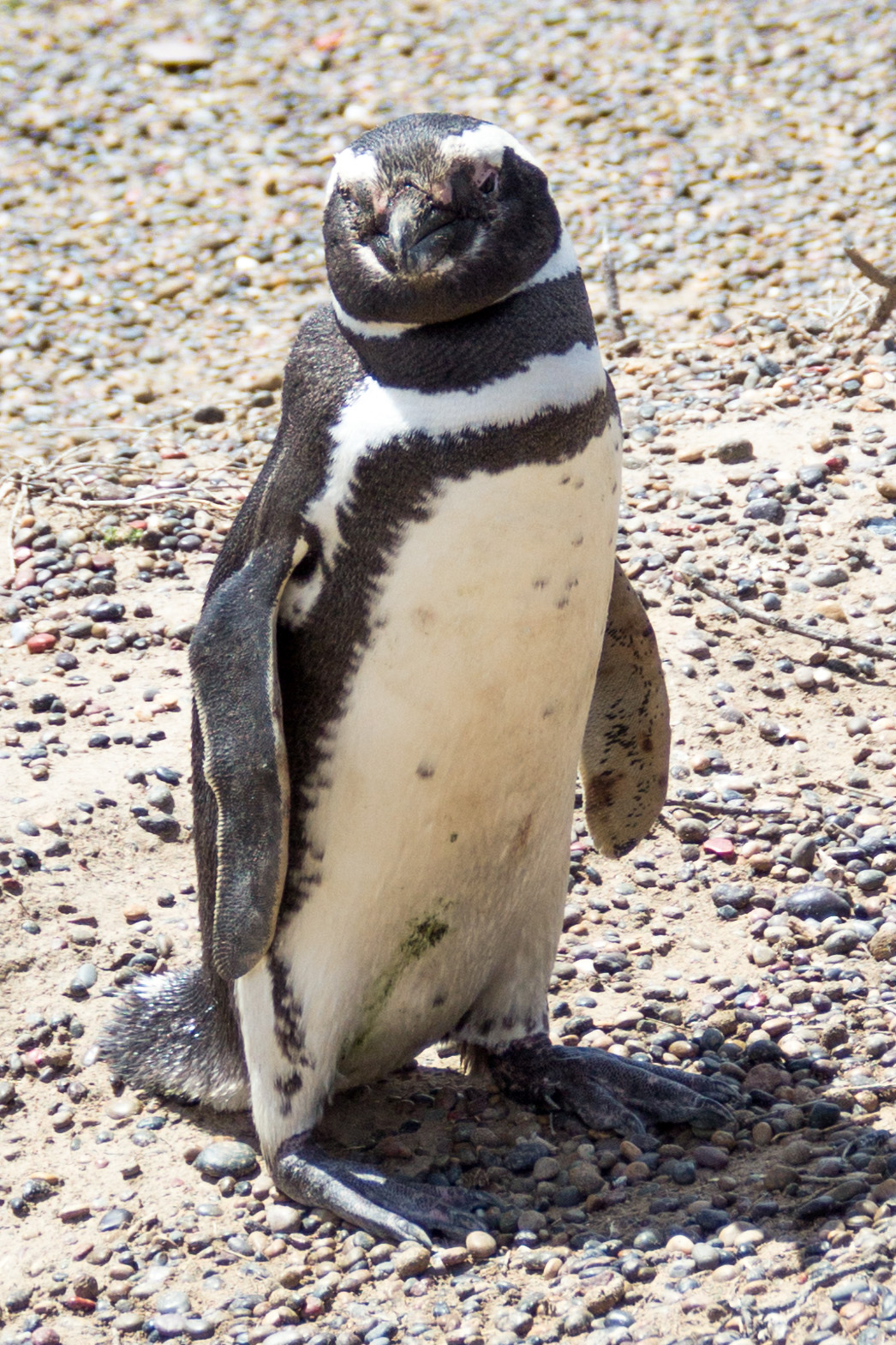 Magellanic Penguin...