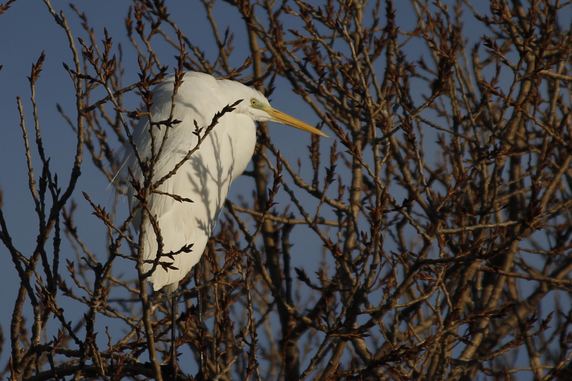white heron...