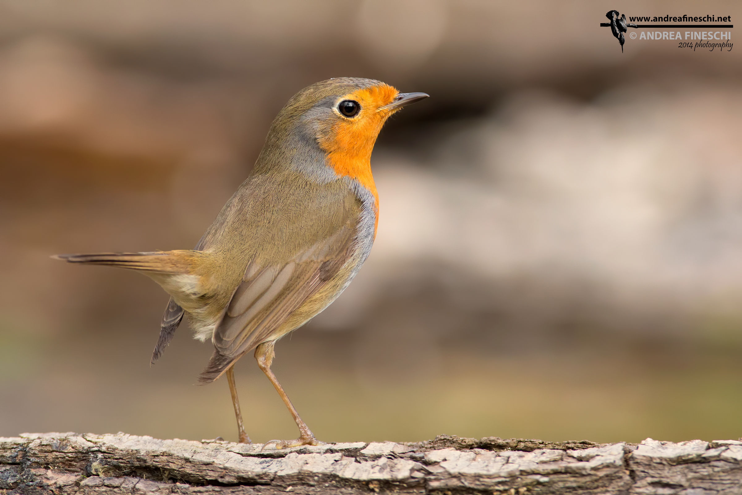 Robin...